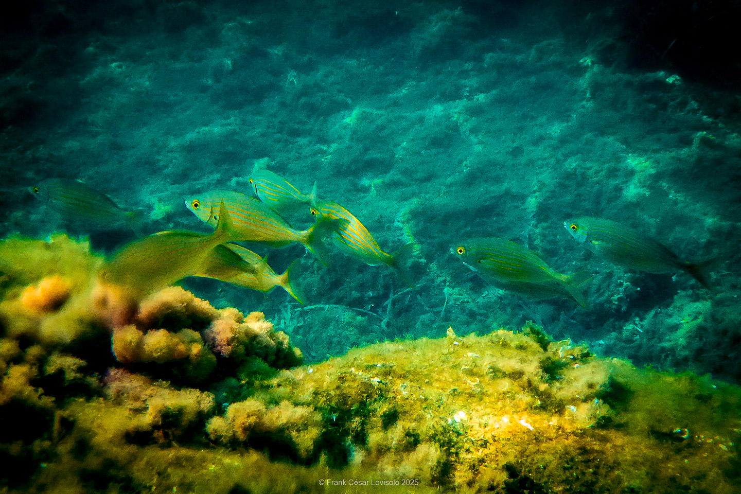 Snorkeling,Le port gréco-romain d’Olbia à Hyères - Sousleaugraphie - Snorkeling - Frank César LOVISOLO - La relation entre l’être humain et le milieu marin s’est progressivement transformée au cours des dernières décennies. Longtemps réservée aux pêcheurs, aux navigateurs ou aux plongeurs aguerris, l’exploration sous-marine s’est démocratisée grâce au développement d’équipements simples et accessibles. La randonnée sous-marine avec palmes et masque, également connue sous le nom de snorkeling, en constitue l’une des pratiques les plus populaires. Elle se caractérise par une immersion en surface, la plupart du temps à faible profondeur, permettant l’observation directe des fonds marins. Si elle est souvent perçue comme une activité de loisir, la randonnée palmée occupe une place croissante dans les domaines de l’éducation, de la sensibilisation à l’environnement et du tourisme durable. L’objectif de cet article est d’analyser cette pratique dans une perspective académique, en abordant successivement ses dimensions écologiques et pédagogiques, ses aspects socio-culturels et touristiques, ainsi que ses retombées physiologiques et sportives.