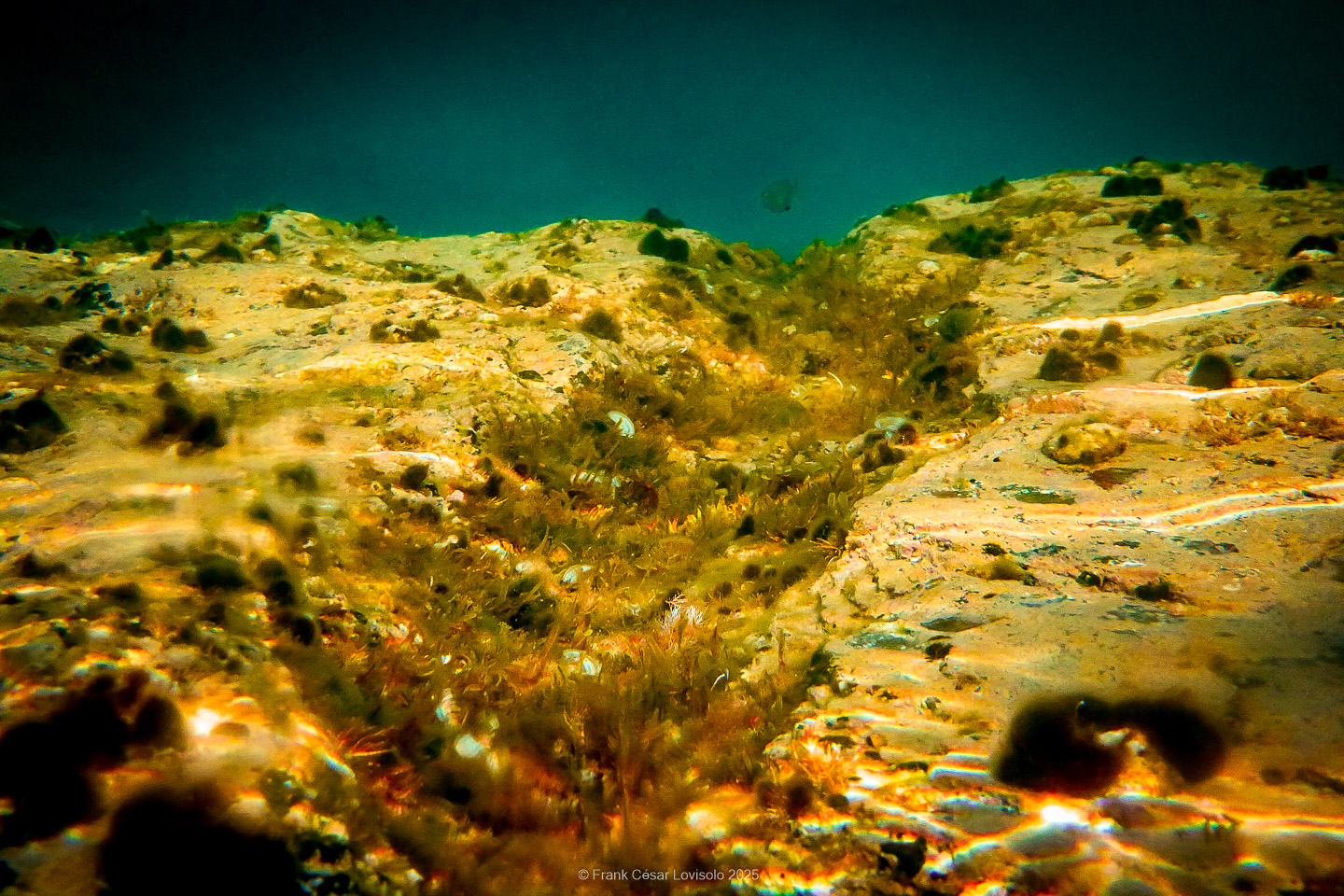 Snorkeling,Le port gréco-romain d’Olbia à Hyères - Sousleaugraphie - Snorkeling - Frank César LOVISOLO - La relation entre l’être humain et le milieu marin s’est progressivement transformée au cours des dernières décennies. Longtemps réservée aux pêcheurs, aux navigateurs ou aux plongeurs aguerris, l’exploration sous-marine s’est démocratisée grâce au développement d’équipements simples et accessibles. La randonnée sous-marine avec palmes et masque, également connue sous le nom de snorkeling, en constitue l’une des pratiques les plus populaires. Elle se caractérise par une immersion en surface, la plupart du temps à faible profondeur, permettant l’observation directe des fonds marins. Si elle est souvent perçue comme une activité de loisir, la randonnée palmée occupe une place croissante dans les domaines de l’éducation, de la sensibilisation à l’environnement et du tourisme durable. L’objectif de cet article est d’analyser cette pratique dans une perspective académique, en abordant successivement ses dimensions écologiques et pédagogiques, ses aspects socio-culturels et touristiques, ainsi que ses retombées physiologiques et sportives.