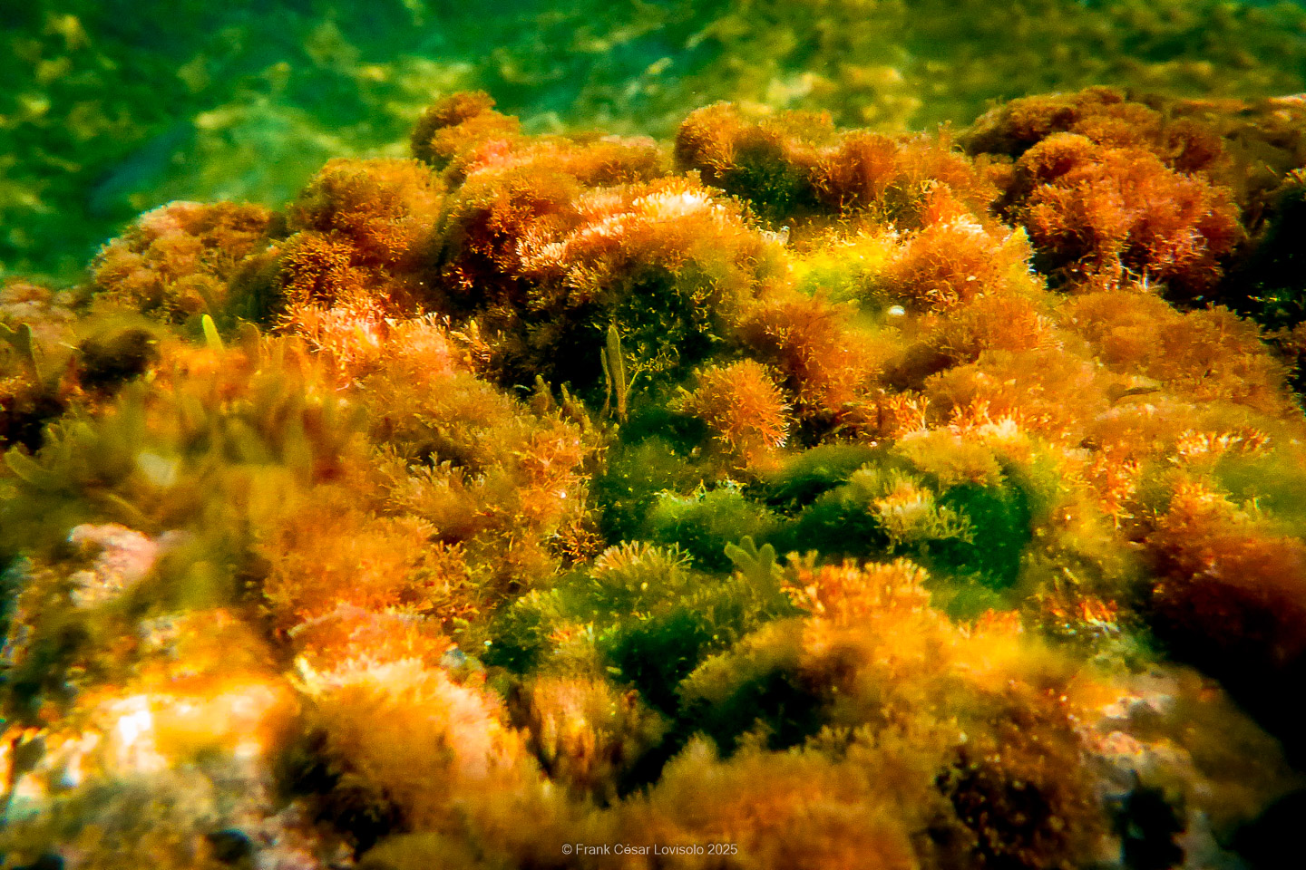Snorkeling,Le port gréco-romain d’Olbia à Hyères - Sousleaugraphie - Snorkeling - Frank César LOVISOLO - La relation entre l’être humain et le milieu marin s’est progressivement transformée au cours des dernières décennies. Longtemps réservée aux pêcheurs, aux navigateurs ou aux plongeurs aguerris, l’exploration sous-marine s’est démocratisée grâce au développement d’équipements simples et accessibles. La randonnée sous-marine avec palmes et masque, également connue sous le nom de snorkeling, en constitue l’une des pratiques les plus populaires. Elle se caractérise par une immersion en surface, la plupart du temps à faible profondeur, permettant l’observation directe des fonds marins. Si elle est souvent perçue comme une activité de loisir, la randonnée palmée occupe une place croissante dans les domaines de l’éducation, de la sensibilisation à l’environnement et du tourisme durable. L’objectif de cet article est d’analyser cette pratique dans une perspective académique, en abordant successivement ses dimensions écologiques et pédagogiques, ses aspects socio-culturels et touristiques, ainsi que ses retombées physiologiques et sportives.