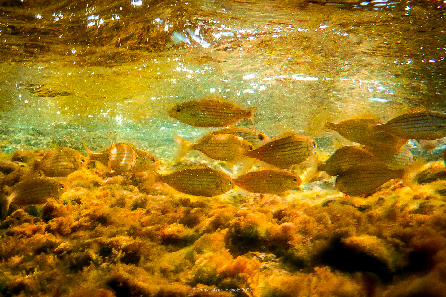 Snorkeling,Le port gréco-romain d’Olbia à Hyères - Sousleaugraphie - Snorkeling - Frank César LOVISOLO - La relation entre l’être humain et le milieu marin s’est progressivement transformée au cours des dernières décennies. Longtemps réservée aux pêcheurs, aux navigateurs ou aux plongeurs aguerris, l’exploration sous-marine s’est démocratisée grâce au développement d’équipements simples et accessibles. La randonnée sous-marine avec palmes et masque, également connue sous le nom de snorkeling, en constitue l’une des pratiques les plus populaires. Elle se caractérise par une immersion en surface, la plupart du temps à faible profondeur, permettant l’observation directe des fonds marins. Si elle est souvent perçue comme une activité de loisir, la randonnée palmée occupe une place croissante dans les domaines de l’éducation, de la sensibilisation à l’environnement et du tourisme durable. L’objectif de cet article est d’analyser cette pratique dans une perspective académique, en abordant successivement ses dimensions écologiques et pédagogiques, ses aspects socio-culturels et touristiques, ainsi que ses retombées physiologiques et sportives.