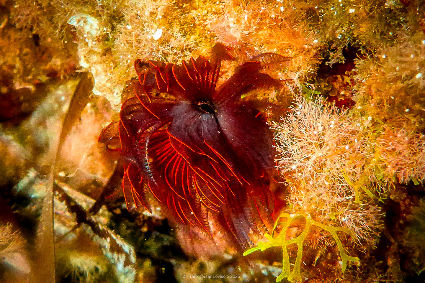 Snorkeling,Le port gréco-romain d’Olbia à Hyères - Sousleaugraphie - Snorkeling - Frank César LOVISOLO - La relation entre l’être humain et le milieu marin s’est progressivement transformée au cours des dernières décennies. Longtemps réservée aux pêcheurs, aux navigateurs ou aux plongeurs aguerris, l’exploration sous-marine s’est démocratisée grâce au développement d’équipements simples et accessibles. La randonnée sous-marine avec palmes et masque, également connue sous le nom de snorkeling, en constitue l’une des pratiques les plus populaires. Elle se caractérise par une immersion en surface, la plupart du temps à faible profondeur, permettant l’observation directe des fonds marins. Si elle est souvent perçue comme une activité de loisir, la randonnée palmée occupe une place croissante dans les domaines de l’éducation, de la sensibilisation à l’environnement et du tourisme durable. L’objectif de cet article est d’analyser cette pratique dans une perspective académique, en abordant successivement ses dimensions écologiques et pédagogiques, ses aspects socio-culturels et touristiques, ainsi que ses retombées physiologiques et sportives.