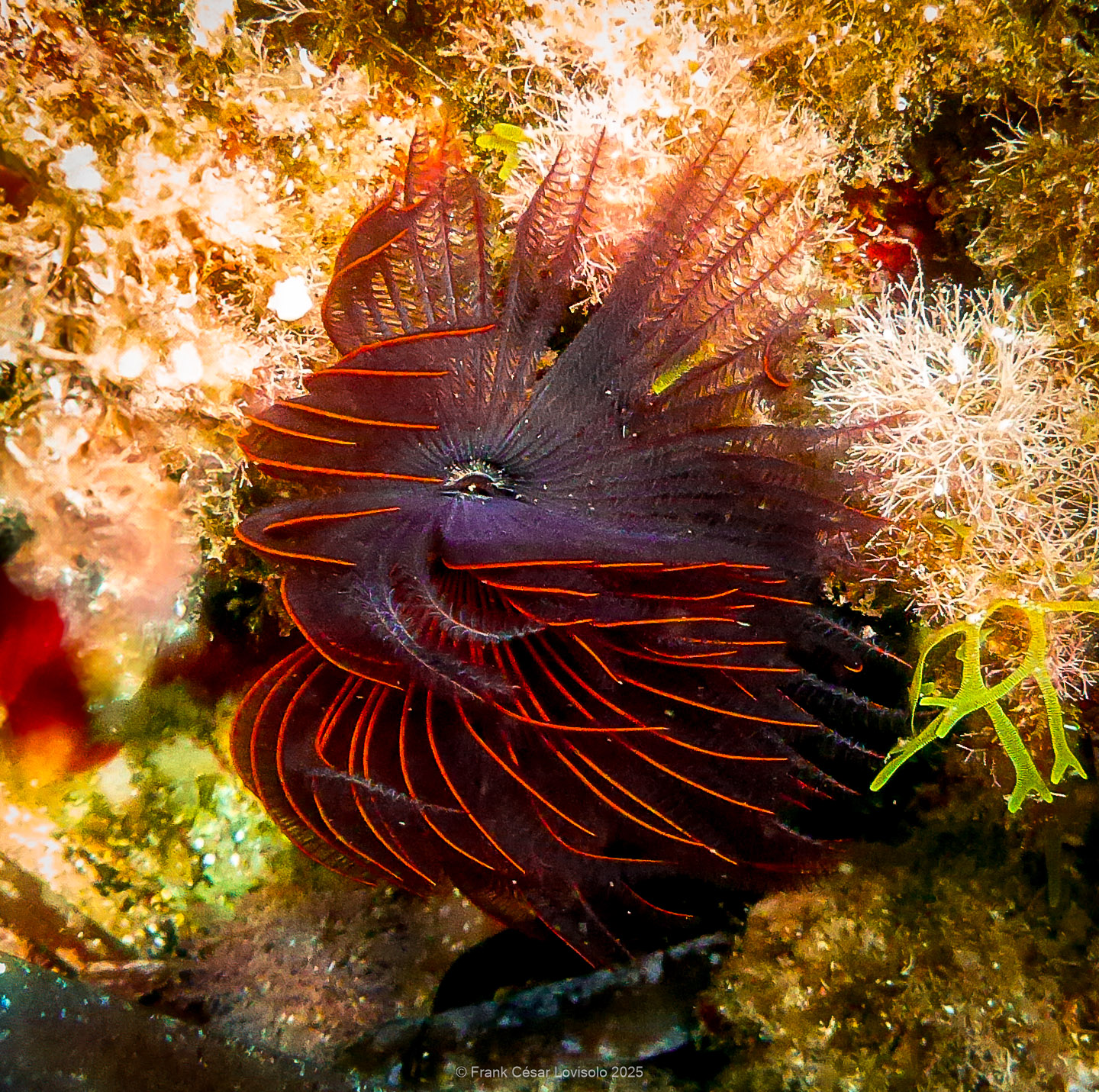Snorkeling,Le port gréco-romain d’Olbia à Hyères - Sousleaugraphie - Snorkeling - Frank César LOVISOLO - La relation entre l’être humain et le milieu marin s’est progressivement transformée au cours des dernières décennies. Longtemps réservée aux pêcheurs, aux navigateurs ou aux plongeurs aguerris, l’exploration sous-marine s’est démocratisée grâce au développement d’équipements simples et accessibles. La randonnée sous-marine avec palmes et masque, également connue sous le nom de snorkeling, en constitue l’une des pratiques les plus populaires. Elle se caractérise par une immersion en surface, la plupart du temps à faible profondeur, permettant l’observation directe des fonds marins. Si elle est souvent perçue comme une activité de loisir, la randonnée palmée occupe une place croissante dans les domaines de l’éducation, de la sensibilisation à l’environnement et du tourisme durable. L’objectif de cet article est d’analyser cette pratique dans une perspective académique, en abordant successivement ses dimensions écologiques et pédagogiques, ses aspects socio-culturels et touristiques, ainsi que ses retombées physiologiques et sportives.
