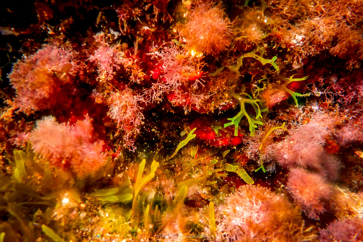 Snorkeling,Le port gréco-romain d’Olbia à Hyères - Sousleaugraphie - Snorkeling - Frank César LOVISOLO - La relation entre l’être humain et le milieu marin s’est progressivement transformée au cours des dernières décennies. Longtemps réservée aux pêcheurs, aux navigateurs ou aux plongeurs aguerris, l’exploration sous-marine s’est démocratisée grâce au développement d’équipements simples et accessibles. La randonnée sous-marine avec palmes et masque, également connue sous le nom de snorkeling, en constitue l’une des pratiques les plus populaires. Elle se caractérise par une immersion en surface, la plupart du temps à faible profondeur, permettant l’observation directe des fonds marins. Si elle est souvent perçue comme une activité de loisir, la randonnée palmée occupe une place croissante dans les domaines de l’éducation, de la sensibilisation à l’environnement et du tourisme durable. L’objectif de cet article est d’analyser cette pratique dans une perspective académique, en abordant successivement ses dimensions écologiques et pédagogiques, ses aspects socio-culturels et touristiques, ainsi que ses retombées physiologiques et sportives.