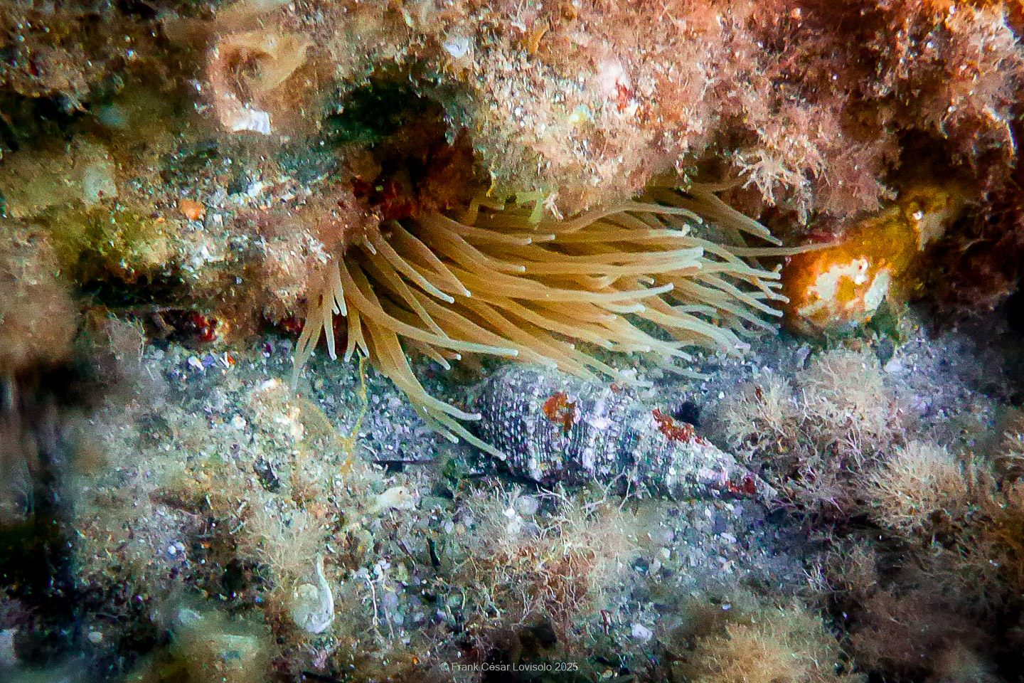 Snorkeling,Le port gréco-romain d’Olbia à Hyères - Sousleaugraphie - Snorkeling - Frank César LOVISOLO - La relation entre l’être humain et le milieu marin s’est progressivement transformée au cours des dernières décennies. Longtemps réservée aux pêcheurs, aux navigateurs ou aux plongeurs aguerris, l’exploration sous-marine s’est démocratisée grâce au développement d’équipements simples et accessibles. La randonnée sous-marine avec palmes et masque, également connue sous le nom de snorkeling, en constitue l’une des pratiques les plus populaires. Elle se caractérise par une immersion en surface, la plupart du temps à faible profondeur, permettant l’observation directe des fonds marins. Si elle est souvent perçue comme une activité de loisir, la randonnée palmée occupe une place croissante dans les domaines de l’éducation, de la sensibilisation à l’environnement et du tourisme durable. L’objectif de cet article est d’analyser cette pratique dans une perspective académique, en abordant successivement ses dimensions écologiques et pédagogiques, ses aspects socio-culturels et touristiques, ainsi que ses retombées physiologiques et sportives.