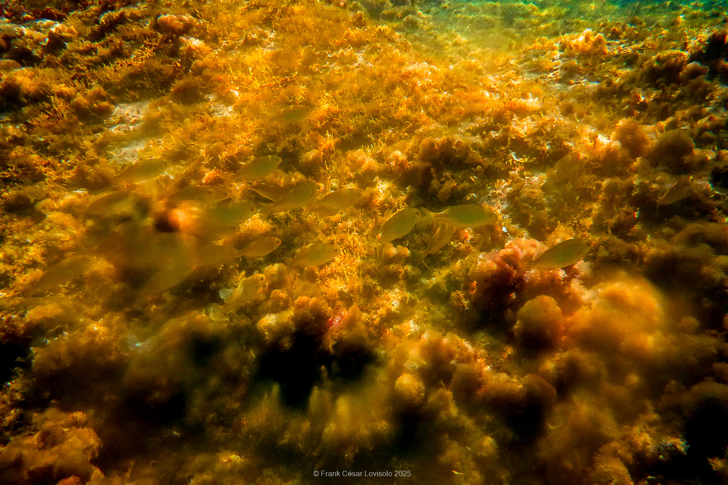 Snorkeling,Le port gréco-romain d’Olbia à Hyères - Sousleaugraphie - Snorkeling - Frank César LOVISOLO - La relation entre l’être humain et le milieu marin s’est progressivement transformée au cours des dernières décennies. Longtemps réservée aux pêcheurs, aux navigateurs ou aux plongeurs aguerris, l’exploration sous-marine s’est démocratisée grâce au développement d’équipements simples et accessibles. La randonnée sous-marine avec palmes et masque, également connue sous le nom de snorkeling, en constitue l’une des pratiques les plus populaires. Elle se caractérise par une immersion en surface, la plupart du temps à faible profondeur, permettant l’observation directe des fonds marins. Si elle est souvent perçue comme une activité de loisir, la randonnée palmée occupe une place croissante dans les domaines de l’éducation, de la sensibilisation à l’environnement et du tourisme durable. L’objectif de cet article est d’analyser cette pratique dans une perspective académique, en abordant successivement ses dimensions écologiques et pédagogiques, ses aspects socio-culturels et touristiques, ainsi que ses retombées physiologiques et sportives.