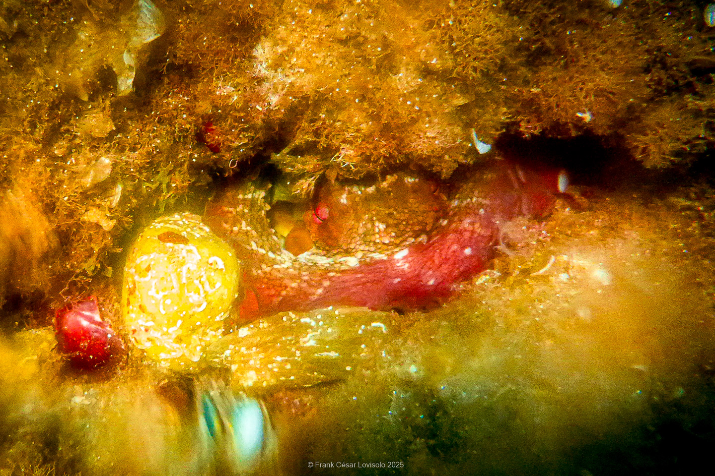 Snorkeling,Le port gréco-romain d’Olbia à Hyères - Sousleaugraphie - Snorkeling - Frank César LOVISOLO - La relation entre l’être humain et le milieu marin s’est progressivement transformée au cours des dernières décennies. Longtemps réservée aux pêcheurs, aux navigateurs ou aux plongeurs aguerris, l’exploration sous-marine s’est démocratisée grâce au développement d’équipements simples et accessibles. La randonnée sous-marine avec palmes et masque, également connue sous le nom de snorkeling, en constitue l’une des pratiques les plus populaires. Elle se caractérise par une immersion en surface, la plupart du temps à faible profondeur, permettant l’observation directe des fonds marins. Si elle est souvent perçue comme une activité de loisir, la randonnée palmée occupe une place croissante dans les domaines de l’éducation, de la sensibilisation à l’environnement et du tourisme durable. L’objectif de cet article est d’analyser cette pratique dans une perspective académique, en abordant successivement ses dimensions écologiques et pédagogiques, ses aspects socio-culturels et touristiques, ainsi que ses retombées physiologiques et sportives.