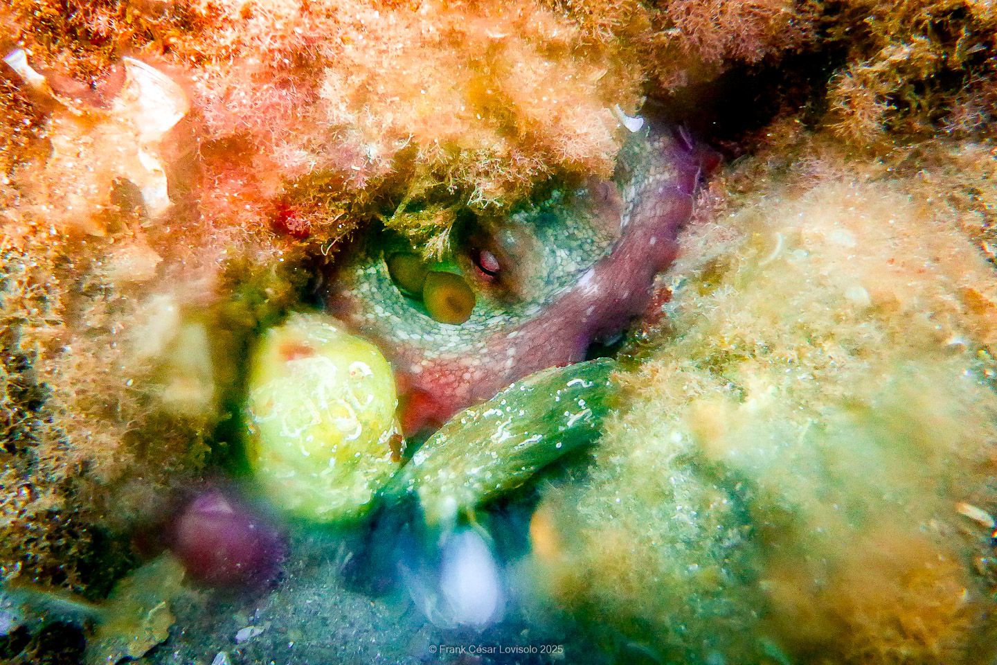 Snorkeling,Le port gréco-romain d’Olbia à Hyères - Sousleaugraphie - Snorkeling - Frank César LOVISOLO - La relation entre l’être humain et le milieu marin s’est progressivement transformée au cours des dernières décennies. Longtemps réservée aux pêcheurs, aux navigateurs ou aux plongeurs aguerris, l’exploration sous-marine s’est démocratisée grâce au développement d’équipements simples et accessibles. La randonnée sous-marine avec palmes et masque, également connue sous le nom de snorkeling, en constitue l’une des pratiques les plus populaires. Elle se caractérise par une immersion en surface, la plupart du temps à faible profondeur, permettant l’observation directe des fonds marins. Si elle est souvent perçue comme une activité de loisir, la randonnée palmée occupe une place croissante dans les domaines de l’éducation, de la sensibilisation à l’environnement et du tourisme durable. L’objectif de cet article est d’analyser cette pratique dans une perspective académique, en abordant successivement ses dimensions écologiques et pédagogiques, ses aspects socio-culturels et touristiques, ainsi que ses retombées physiologiques et sportives.