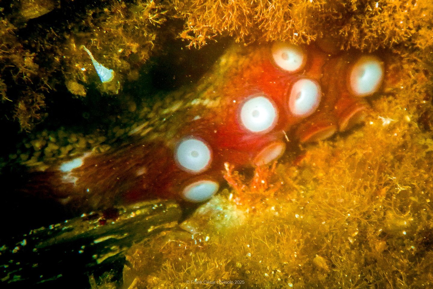 Snorkeling,Le port gréco-romain d’Olbia à Hyères - Sousleaugraphie - Snorkeling - Frank César LOVISOLO - La relation entre l’être humain et le milieu marin s’est progressivement transformée au cours des dernières décennies. Longtemps réservée aux pêcheurs, aux navigateurs ou aux plongeurs aguerris, l’exploration sous-marine s’est démocratisée grâce au développement d’équipements simples et accessibles. La randonnée sous-marine avec palmes et masque, également connue sous le nom de snorkeling, en constitue l’une des pratiques les plus populaires. Elle se caractérise par une immersion en surface, la plupart du temps à faible profondeur, permettant l’observation directe des fonds marins. Si elle est souvent perçue comme une activité de loisir, la randonnée palmée occupe une place croissante dans les domaines de l’éducation, de la sensibilisation à l’environnement et du tourisme durable. L’objectif de cet article est d’analyser cette pratique dans une perspective académique, en abordant successivement ses dimensions écologiques et pédagogiques, ses aspects socio-culturels et touristiques, ainsi que ses retombées physiologiques et sportives.