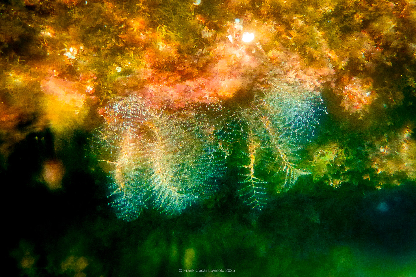 Snorkeling,Le port gréco-romain d’Olbia à Hyères - Sousleaugraphie - Snorkeling - Frank César LOVISOLO - La relation entre l’être humain et le milieu marin s’est progressivement transformée au cours des dernières décennies. Longtemps réservée aux pêcheurs, aux navigateurs ou aux plongeurs aguerris, l’exploration sous-marine s’est démocratisée grâce au développement d’équipements simples et accessibles. La randonnée sous-marine avec palmes et masque, également connue sous le nom de snorkeling, en constitue l’une des pratiques les plus populaires. Elle se caractérise par une immersion en surface, la plupart du temps à faible profondeur, permettant l’observation directe des fonds marins. Si elle est souvent perçue comme une activité de loisir, la randonnée palmée occupe une place croissante dans les domaines de l’éducation, de la sensibilisation à l’environnement et du tourisme durable. L’objectif de cet article est d’analyser cette pratique dans une perspective académique, en abordant successivement ses dimensions écologiques et pédagogiques, ses aspects socio-culturels et touristiques, ainsi que ses retombées physiologiques et sportives.