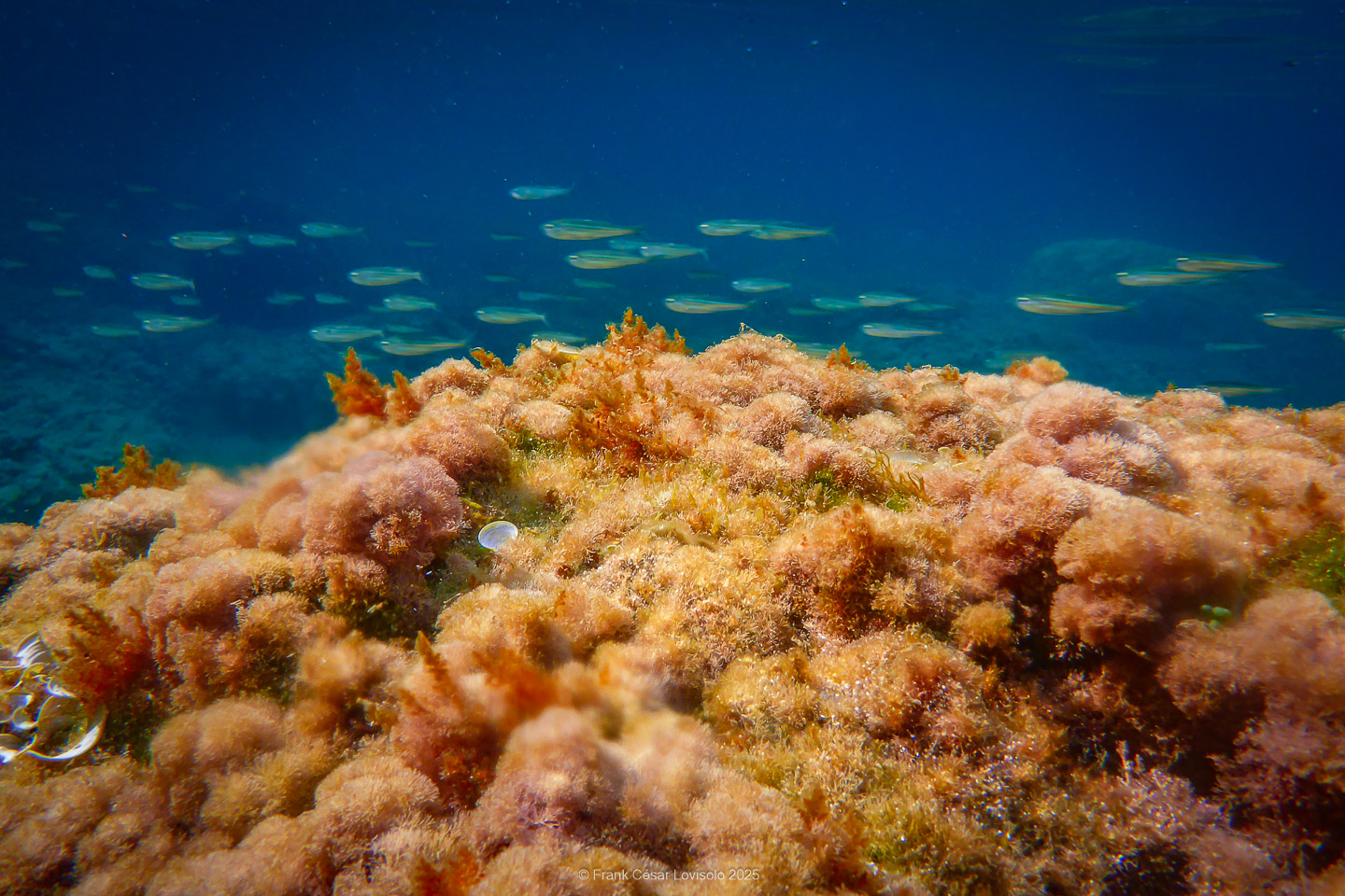 Snorkeling,Le port gréco-romain d’Olbia à Hyères - Sousleaugraphie - Snorkeling - Frank César LOVISOLO - La relation entre l’être humain et le milieu marin s’est progressivement transformée au cours des dernières décennies. Longtemps réservée aux pêcheurs, aux navigateurs ou aux plongeurs aguerris, l’exploration sous-marine s’est démocratisée grâce au développement d’équipements simples et accessibles. La randonnée sous-marine avec palmes et masque, également connue sous le nom de snorkeling, en constitue l’une des pratiques les plus populaires. Elle se caractérise par une immersion en surface, la plupart du temps à faible profondeur, permettant l’observation directe des fonds marins. Si elle est souvent perçue comme une activité de loisir, la randonnée palmée occupe une place croissante dans les domaines de l’éducation, de la sensibilisation à l’environnement et du tourisme durable. L’objectif de cet article est d’analyser cette pratique dans une perspective académique, en abordant successivement ses dimensions écologiques et pédagogiques, ses aspects socio-culturels et touristiques, ainsi que ses retombées physiologiques et sportives.
