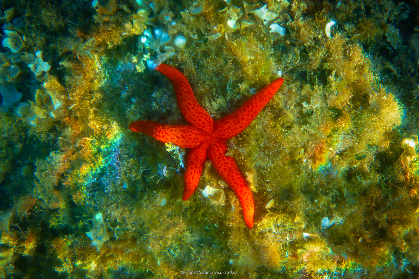 Snorkeling,Le port gréco-romain d’Olbia à Hyères - Sousleaugraphie - Snorkeling - Frank César LOVISOLO - La relation entre l’être humain et le milieu marin s’est progressivement transformée au cours des dernières décennies. Longtemps réservée aux pêcheurs, aux navigateurs ou aux plongeurs aguerris, l’exploration sous-marine s’est démocratisée grâce au développement d’équipements simples et accessibles. La randonnée sous-marine avec palmes et masque, également connue sous le nom de snorkeling, en constitue l’une des pratiques les plus populaires. Elle se caractérise par une immersion en surface, la plupart du temps à faible profondeur, permettant l’observation directe des fonds marins. Si elle est souvent perçue comme une activité de loisir, la randonnée palmée occupe une place croissante dans les domaines de l’éducation, de la sensibilisation à l’environnement et du tourisme durable. L’objectif de cet article est d’analyser cette pratique dans une perspective académique, en abordant successivement ses dimensions écologiques et pédagogiques, ses aspects socio-culturels et touristiques, ainsi que ses retombées physiologiques et sportives.