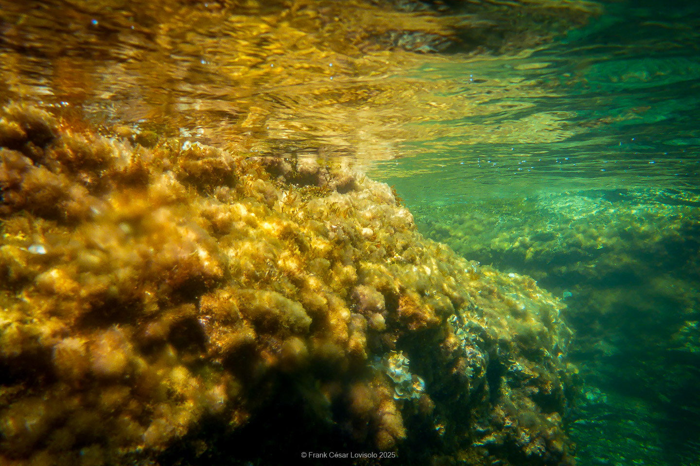Snorkeling,Le port gréco-romain d’Olbia à Hyères - Sousleaugraphie - Snorkeling - Frank César LOVISOLO - La relation entre l’être humain et le milieu marin s’est progressivement transformée au cours des dernières décennies. Longtemps réservée aux pêcheurs, aux navigateurs ou aux plongeurs aguerris, l’exploration sous-marine s’est démocratisée grâce au développement d’équipements simples et accessibles. La randonnée sous-marine avec palmes et masque, également connue sous le nom de snorkeling, en constitue l’une des pratiques les plus populaires. Elle se caractérise par une immersion en surface, la plupart du temps à faible profondeur, permettant l’observation directe des fonds marins. Si elle est souvent perçue comme une activité de loisir, la randonnée palmée occupe une place croissante dans les domaines de l’éducation, de la sensibilisation à l’environnement et du tourisme durable. L’objectif de cet article est d’analyser cette pratique dans une perspective académique, en abordant successivement ses dimensions écologiques et pédagogiques, ses aspects socio-culturels et touristiques, ainsi que ses retombées physiologiques et sportives.