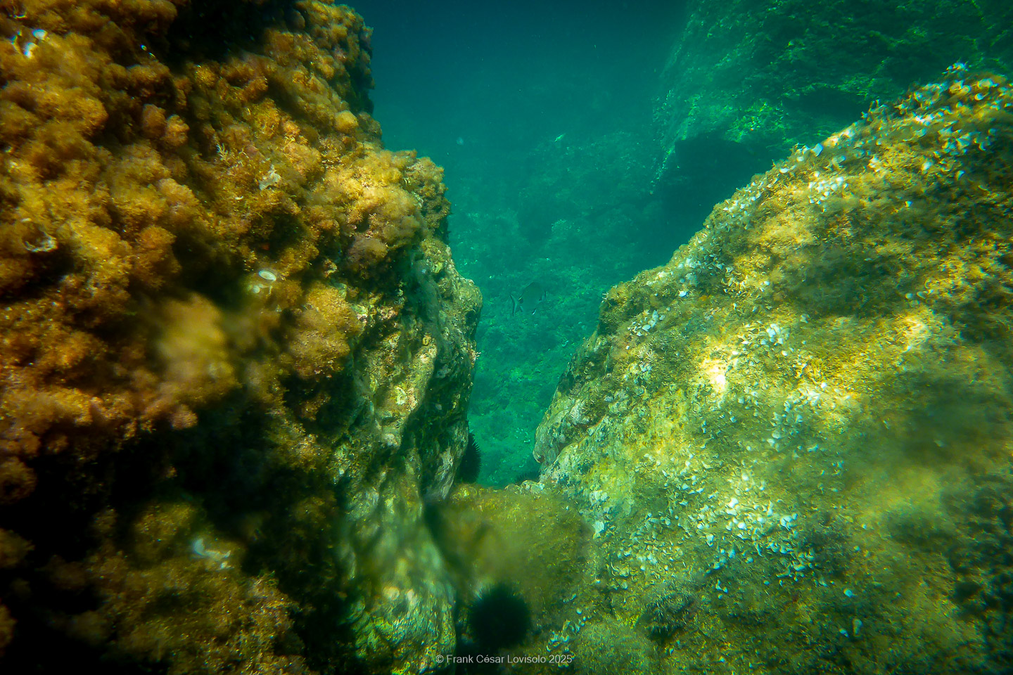 Snorkeling,Le port gréco-romain d’Olbia à Hyères - Sousleaugraphie - Snorkeling - Frank César LOVISOLO - La relation entre l’être humain et le milieu marin s’est progressivement transformée au cours des dernières décennies. Longtemps réservée aux pêcheurs, aux navigateurs ou aux plongeurs aguerris, l’exploration sous-marine s’est démocratisée grâce au développement d’équipements simples et accessibles. La randonnée sous-marine avec palmes et masque, également connue sous le nom de snorkeling, en constitue l’une des pratiques les plus populaires. Elle se caractérise par une immersion en surface, la plupart du temps à faible profondeur, permettant l’observation directe des fonds marins. Si elle est souvent perçue comme une activité de loisir, la randonnée palmée occupe une place croissante dans les domaines de l’éducation, de la sensibilisation à l’environnement et du tourisme durable. L’objectif de cet article est d’analyser cette pratique dans une perspective académique, en abordant successivement ses dimensions écologiques et pédagogiques, ses aspects socio-culturels et touristiques, ainsi que ses retombées physiologiques et sportives.