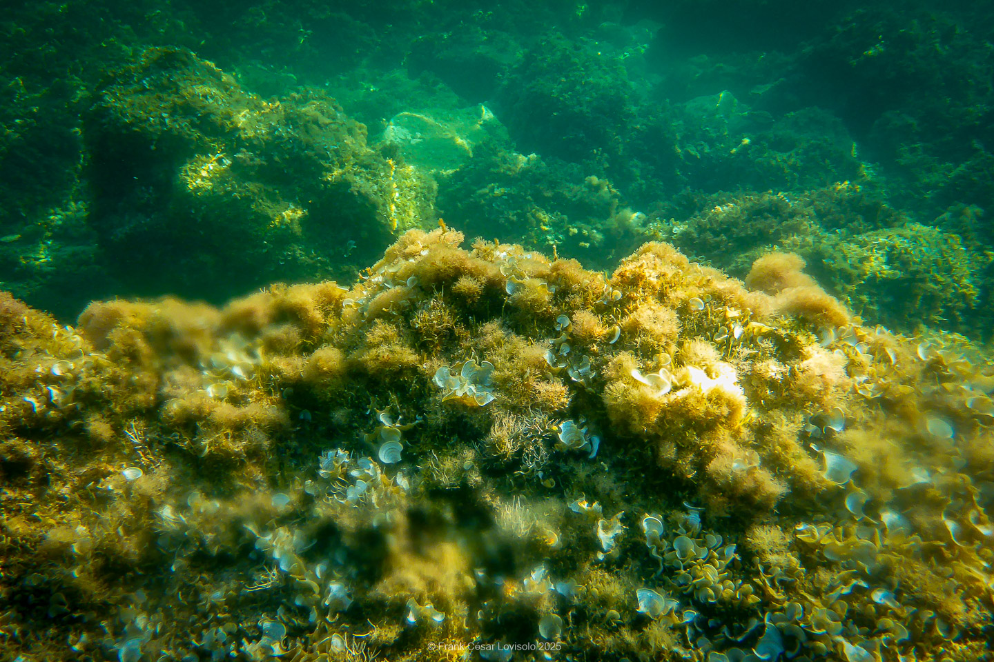 Snorkeling,Le port gréco-romain d’Olbia à Hyères - Sousleaugraphie - Snorkeling - Frank César LOVISOLO - La relation entre l’être humain et le milieu marin s’est progressivement transformée au cours des dernières décennies. Longtemps réservée aux pêcheurs, aux navigateurs ou aux plongeurs aguerris, l’exploration sous-marine s’est démocratisée grâce au développement d’équipements simples et accessibles. La randonnée sous-marine avec palmes et masque, également connue sous le nom de snorkeling, en constitue l’une des pratiques les plus populaires. Elle se caractérise par une immersion en surface, la plupart du temps à faible profondeur, permettant l’observation directe des fonds marins. Si elle est souvent perçue comme une activité de loisir, la randonnée palmée occupe une place croissante dans les domaines de l’éducation, de la sensibilisation à l’environnement et du tourisme durable. L’objectif de cet article est d’analyser cette pratique dans une perspective académique, en abordant successivement ses dimensions écologiques et pédagogiques, ses aspects socio-culturels et touristiques, ainsi que ses retombées physiologiques et sportives.