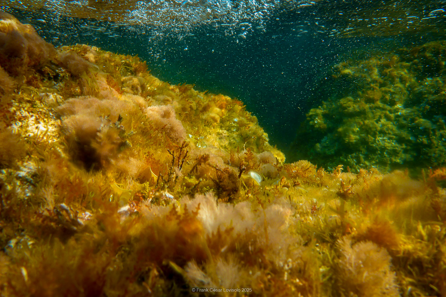 Snorkeling,Le port gréco-romain d’Olbia à Hyères - Sousleaugraphie - Snorkeling - Frank César LOVISOLO - La relation entre l’être humain et le milieu marin s’est progressivement transformée au cours des dernières décennies. Longtemps réservée aux pêcheurs, aux navigateurs ou aux plongeurs aguerris, l’exploration sous-marine s’est démocratisée grâce au développement d’équipements simples et accessibles. La randonnée sous-marine avec palmes et masque, également connue sous le nom de snorkeling, en constitue l’une des pratiques les plus populaires. Elle se caractérise par une immersion en surface, la plupart du temps à faible profondeur, permettant l’observation directe des fonds marins. Si elle est souvent perçue comme une activité de loisir, la randonnée palmée occupe une place croissante dans les domaines de l’éducation, de la sensibilisation à l’environnement et du tourisme durable. L’objectif de cet article est d’analyser cette pratique dans une perspective académique, en abordant successivement ses dimensions écologiques et pédagogiques, ses aspects socio-culturels et touristiques, ainsi que ses retombées physiologiques et sportives.