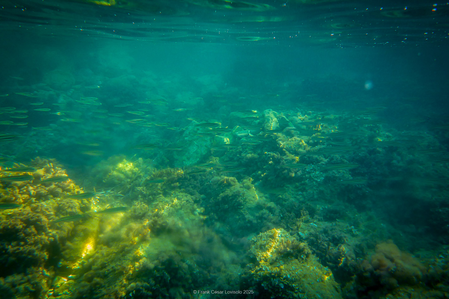 Snorkeling,Le port gréco-romain d’Olbia à Hyères - Sousleaugraphie - Snorkeling - Frank César LOVISOLO - La relation entre l’être humain et le milieu marin s’est progressivement transformée au cours des dernières décennies. Longtemps réservée aux pêcheurs, aux navigateurs ou aux plongeurs aguerris, l’exploration sous-marine s’est démocratisée grâce au développement d’équipements simples et accessibles. La randonnée sous-marine avec palmes et masque, également connue sous le nom de snorkeling, en constitue l’une des pratiques les plus populaires. Elle se caractérise par une immersion en surface, la plupart du temps à faible profondeur, permettant l’observation directe des fonds marins. Si elle est souvent perçue comme une activité de loisir, la randonnée palmée occupe une place croissante dans les domaines de l’éducation, de la sensibilisation à l’environnement et du tourisme durable. L’objectif de cet article est d’analyser cette pratique dans une perspective académique, en abordant successivement ses dimensions écologiques et pédagogiques, ses aspects socio-culturels et touristiques, ainsi que ses retombées physiologiques et sportives.