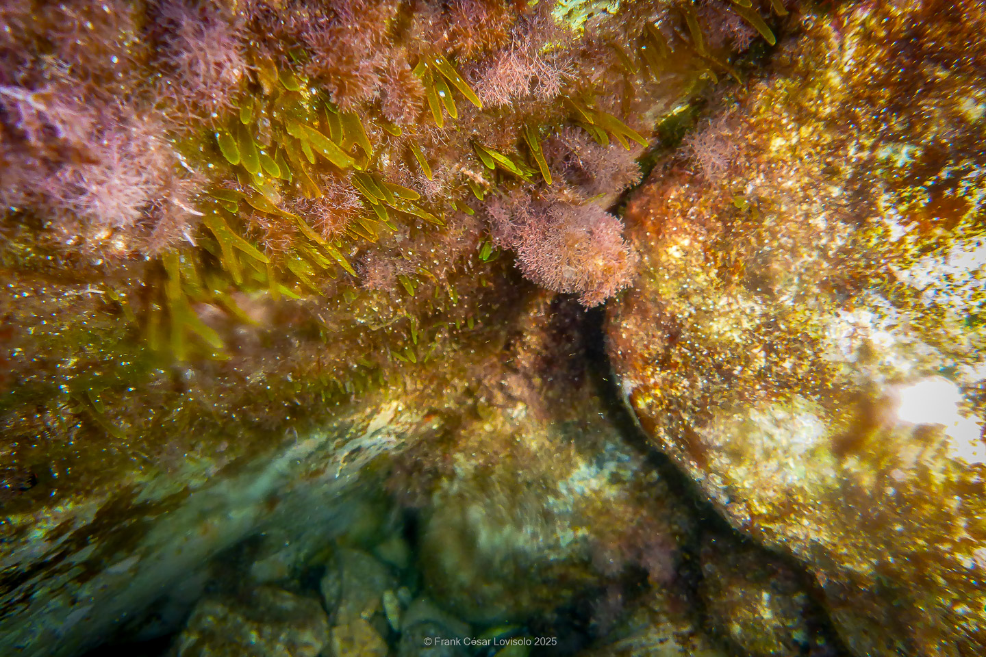 Snorkeling,Le port gréco-romain d’Olbia à Hyères - Sousleaugraphie - Snorkeling - Frank César LOVISOLO - La relation entre l’être humain et le milieu marin s’est progressivement transformée au cours des dernières décennies. Longtemps réservée aux pêcheurs, aux navigateurs ou aux plongeurs aguerris, l’exploration sous-marine s’est démocratisée grâce au développement d’équipements simples et accessibles. La randonnée sous-marine avec palmes et masque, également connue sous le nom de snorkeling, en constitue l’une des pratiques les plus populaires. Elle se caractérise par une immersion en surface, la plupart du temps à faible profondeur, permettant l’observation directe des fonds marins. Si elle est souvent perçue comme une activité de loisir, la randonnée palmée occupe une place croissante dans les domaines de l’éducation, de la sensibilisation à l’environnement et du tourisme durable. L’objectif de cet article est d’analyser cette pratique dans une perspective académique, en abordant successivement ses dimensions écologiques et pédagogiques, ses aspects socio-culturels et touristiques, ainsi que ses retombées physiologiques et sportives.
