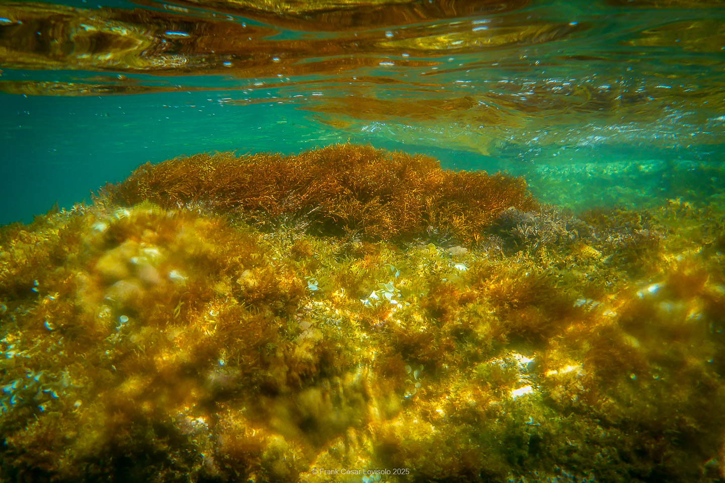 Snorkeling,Le port gréco-romain d’Olbia à Hyères - Sousleaugraphie - Snorkeling - Frank César LOVISOLO - La relation entre l’être humain et le milieu marin s’est progressivement transformée au cours des dernières décennies. Longtemps réservée aux pêcheurs, aux navigateurs ou aux plongeurs aguerris, l’exploration sous-marine s’est démocratisée grâce au développement d’équipements simples et accessibles. La randonnée sous-marine avec palmes et masque, également connue sous le nom de snorkeling, en constitue l’une des pratiques les plus populaires. Elle se caractérise par une immersion en surface, la plupart du temps à faible profondeur, permettant l’observation directe des fonds marins. Si elle est souvent perçue comme une activité de loisir, la randonnée palmée occupe une place croissante dans les domaines de l’éducation, de la sensibilisation à l’environnement et du tourisme durable. L’objectif de cet article est d’analyser cette pratique dans une perspective académique, en abordant successivement ses dimensions écologiques et pédagogiques, ses aspects socio-culturels et touristiques, ainsi que ses retombées physiologiques et sportives.
