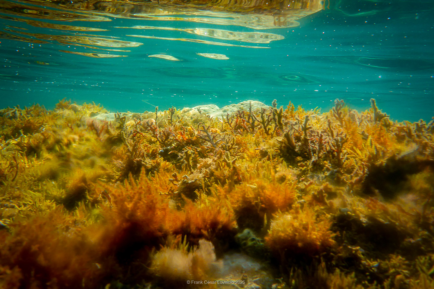 Snorkeling,Le port gréco-romain d’Olbia à Hyères - Sousleaugraphie - Snorkeling - Frank César LOVISOLO - La relation entre l’être humain et le milieu marin s’est progressivement transformée au cours des dernières décennies. Longtemps réservée aux pêcheurs, aux navigateurs ou aux plongeurs aguerris, l’exploration sous-marine s’est démocratisée grâce au développement d’équipements simples et accessibles. La randonnée sous-marine avec palmes et masque, également connue sous le nom de snorkeling, en constitue l’une des pratiques les plus populaires. Elle se caractérise par une immersion en surface, la plupart du temps à faible profondeur, permettant l’observation directe des fonds marins. Si elle est souvent perçue comme une activité de loisir, la randonnée palmée occupe une place croissante dans les domaines de l’éducation, de la sensibilisation à l’environnement et du tourisme durable. L’objectif de cet article est d’analyser cette pratique dans une perspective académique, en abordant successivement ses dimensions écologiques et pédagogiques, ses aspects socio-culturels et touristiques, ainsi que ses retombées physiologiques et sportives.