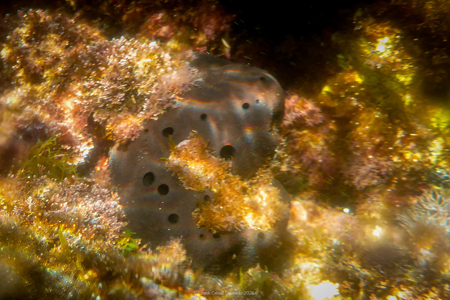 Snorkeling,Le port gréco-romain d’Olbia à Hyères - Sousleaugraphie - Snorkeling - Frank César LOVISOLO - La relation entre l’être humain et le milieu marin s’est progressivement transformée au cours des dernières décennies. Longtemps réservée aux pêcheurs, aux navigateurs ou aux plongeurs aguerris, l’exploration sous-marine s’est démocratisée grâce au développement d’équipements simples et accessibles. La randonnée sous-marine avec palmes et masque, également connue sous le nom de snorkeling, en constitue l’une des pratiques les plus populaires. Elle se caractérise par une immersion en surface, la plupart du temps à faible profondeur, permettant l’observation directe des fonds marins. Si elle est souvent perçue comme une activité de loisir, la randonnée palmée occupe une place croissante dans les domaines de l’éducation, de la sensibilisation à l’environnement et du tourisme durable. L’objectif de cet article est d’analyser cette pratique dans une perspective académique, en abordant successivement ses dimensions écologiques et pédagogiques, ses aspects socio-culturels et touristiques, ainsi que ses retombées physiologiques et sportives.