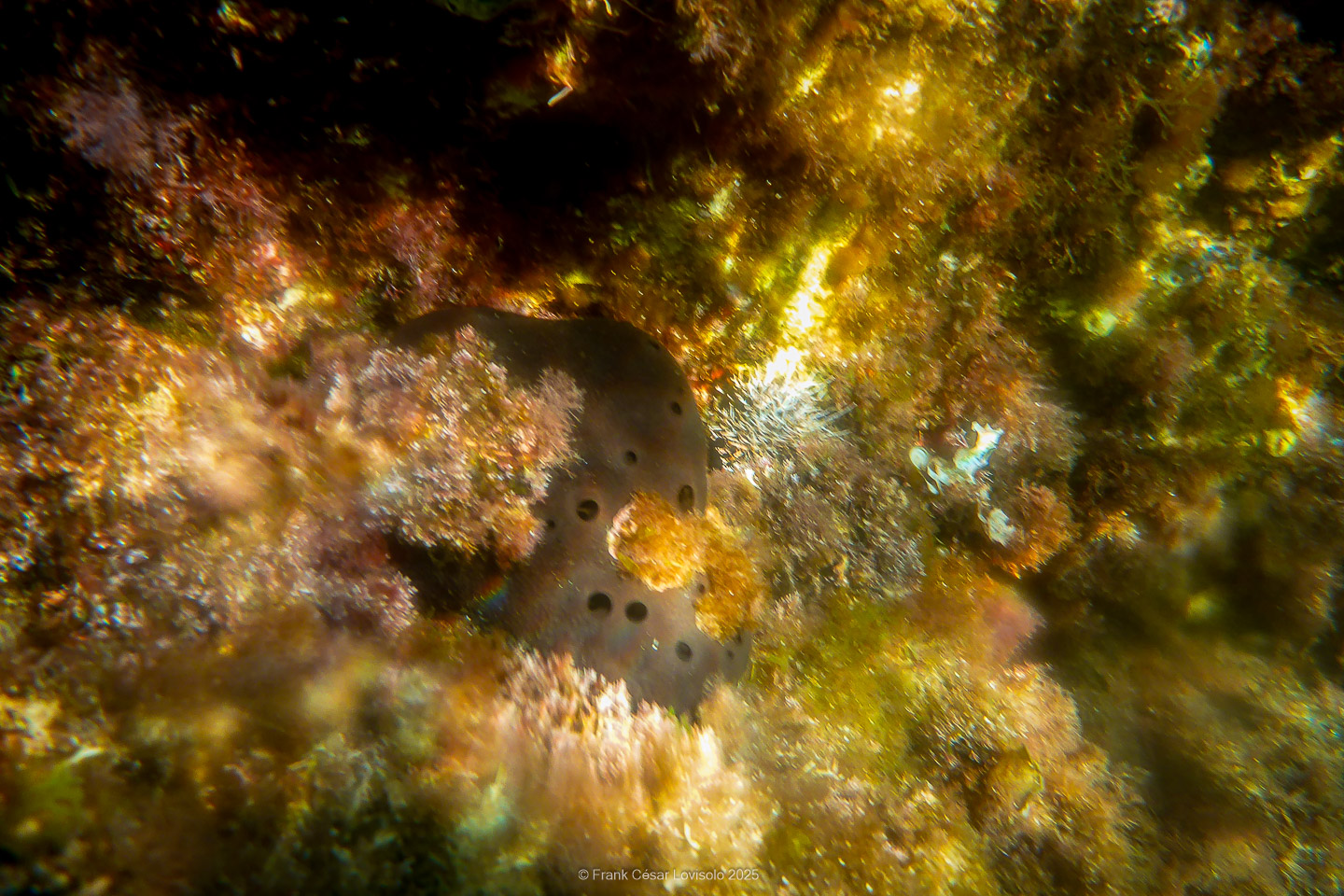 Snorkeling,Le port gréco-romain d’Olbia à Hyères - Sousleaugraphie - Snorkeling - Frank César LOVISOLO - La relation entre l’être humain et le milieu marin s’est progressivement transformée au cours des dernières décennies. Longtemps réservée aux pêcheurs, aux navigateurs ou aux plongeurs aguerris, l’exploration sous-marine s’est démocratisée grâce au développement d’équipements simples et accessibles. La randonnée sous-marine avec palmes et masque, également connue sous le nom de snorkeling, en constitue l’une des pratiques les plus populaires. Elle se caractérise par une immersion en surface, la plupart du temps à faible profondeur, permettant l’observation directe des fonds marins. Si elle est souvent perçue comme une activité de loisir, la randonnée palmée occupe une place croissante dans les domaines de l’éducation, de la sensibilisation à l’environnement et du tourisme durable. L’objectif de cet article est d’analyser cette pratique dans une perspective académique, en abordant successivement ses dimensions écologiques et pédagogiques, ses aspects socio-culturels et touristiques, ainsi que ses retombées physiologiques et sportives.