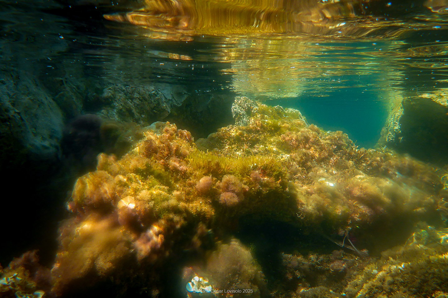 Snorkeling,Le port gréco-romain d’Olbia à Hyères - Sousleaugraphie - Snorkeling - Frank César LOVISOLO - La relation entre l’être humain et le milieu marin s’est progressivement transformée au cours des dernières décennies. Longtemps réservée aux pêcheurs, aux navigateurs ou aux plongeurs aguerris, l’exploration sous-marine s’est démocratisée grâce au développement d’équipements simples et accessibles. La randonnée sous-marine avec palmes et masque, également connue sous le nom de snorkeling, en constitue l’une des pratiques les plus populaires. Elle se caractérise par une immersion en surface, la plupart du temps à faible profondeur, permettant l’observation directe des fonds marins. Si elle est souvent perçue comme une activité de loisir, la randonnée palmée occupe une place croissante dans les domaines de l’éducation, de la sensibilisation à l’environnement et du tourisme durable. L’objectif de cet article est d’analyser cette pratique dans une perspective académique, en abordant successivement ses dimensions écologiques et pédagogiques, ses aspects socio-culturels et touristiques, ainsi que ses retombées physiologiques et sportives.
