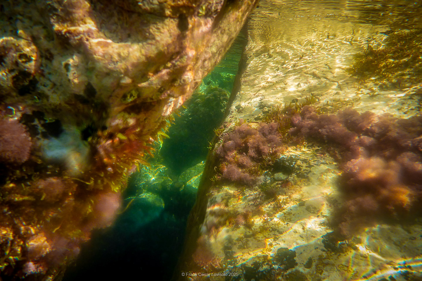 Snorkeling,Le port gréco-romain d’Olbia à Hyères - Sousleaugraphie - Snorkeling - Frank César LOVISOLO - La relation entre l’être humain et le milieu marin s’est progressivement transformée au cours des dernières décennies. Longtemps réservée aux pêcheurs, aux navigateurs ou aux plongeurs aguerris, l’exploration sous-marine s’est démocratisée grâce au développement d’équipements simples et accessibles. La randonnée sous-marine avec palmes et masque, également connue sous le nom de snorkeling, en constitue l’une des pratiques les plus populaires. Elle se caractérise par une immersion en surface, la plupart du temps à faible profondeur, permettant l’observation directe des fonds marins. Si elle est souvent perçue comme une activité de loisir, la randonnée palmée occupe une place croissante dans les domaines de l’éducation, de la sensibilisation à l’environnement et du tourisme durable. L’objectif de cet article est d’analyser cette pratique dans une perspective académique, en abordant successivement ses dimensions écologiques et pédagogiques, ses aspects socio-culturels et touristiques, ainsi que ses retombées physiologiques et sportives.