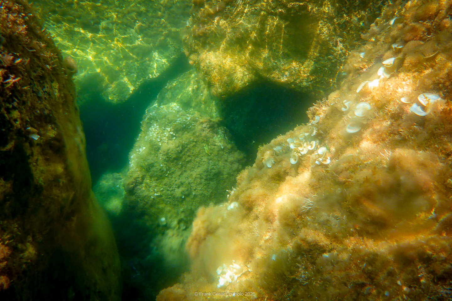 Snorkeling,Le port gréco-romain d’Olbia à Hyères - Sousleaugraphie - Snorkeling - Frank César LOVISOLO - La relation entre l’être humain et le milieu marin s’est progressivement transformée au cours des dernières décennies. Longtemps réservée aux pêcheurs, aux navigateurs ou aux plongeurs aguerris, l’exploration sous-marine s’est démocratisée grâce au développement d’équipements simples et accessibles. La randonnée sous-marine avec palmes et masque, également connue sous le nom de snorkeling, en constitue l’une des pratiques les plus populaires. Elle se caractérise par une immersion en surface, la plupart du temps à faible profondeur, permettant l’observation directe des fonds marins. Si elle est souvent perçue comme une activité de loisir, la randonnée palmée occupe une place croissante dans les domaines de l’éducation, de la sensibilisation à l’environnement et du tourisme durable. L’objectif de cet article est d’analyser cette pratique dans une perspective académique, en abordant successivement ses dimensions écologiques et pédagogiques, ses aspects socio-culturels et touristiques, ainsi que ses retombées physiologiques et sportives.