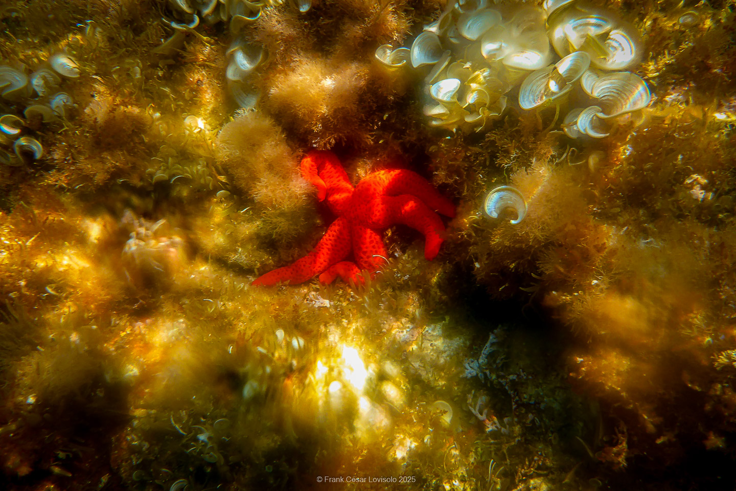 Snorkeling,Le port gréco-romain d’Olbia à Hyères - Sousleaugraphie - Snorkeling - Frank César LOVISOLO - La relation entre l’être humain et le milieu marin s’est progressivement transformée au cours des dernières décennies. Longtemps réservée aux pêcheurs, aux navigateurs ou aux plongeurs aguerris, l’exploration sous-marine s’est démocratisée grâce au développement d’équipements simples et accessibles. La randonnée sous-marine avec palmes et masque, également connue sous le nom de snorkeling, en constitue l’une des pratiques les plus populaires. Elle se caractérise par une immersion en surface, la plupart du temps à faible profondeur, permettant l’observation directe des fonds marins. Si elle est souvent perçue comme une activité de loisir, la randonnée palmée occupe une place croissante dans les domaines de l’éducation, de la sensibilisation à l’environnement et du tourisme durable. L’objectif de cet article est d’analyser cette pratique dans une perspective académique, en abordant successivement ses dimensions écologiques et pédagogiques, ses aspects socio-culturels et touristiques, ainsi que ses retombées physiologiques et sportives.