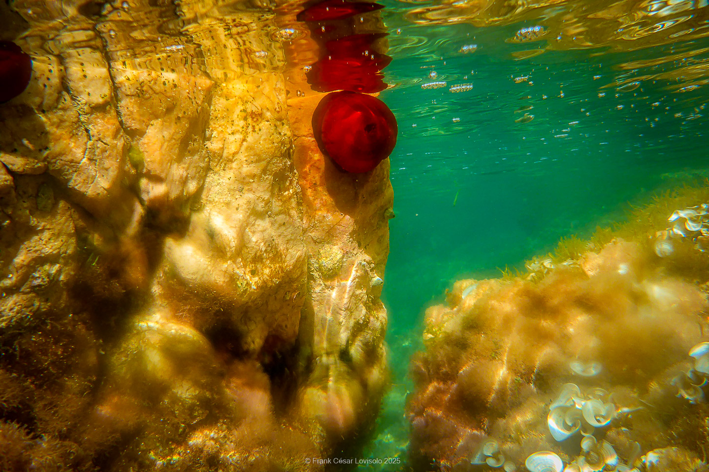 Snorkeling,Le port gréco-romain d’Olbia à Hyères - Sousleaugraphie - Snorkeling - Frank César LOVISOLO - La relation entre l’être humain et le milieu marin s’est progressivement transformée au cours des dernières décennies. Longtemps réservée aux pêcheurs, aux navigateurs ou aux plongeurs aguerris, l’exploration sous-marine s’est démocratisée grâce au développement d’équipements simples et accessibles. La randonnée sous-marine avec palmes et masque, également connue sous le nom de snorkeling, en constitue l’une des pratiques les plus populaires. Elle se caractérise par une immersion en surface, la plupart du temps à faible profondeur, permettant l’observation directe des fonds marins. Si elle est souvent perçue comme une activité de loisir, la randonnée palmée occupe une place croissante dans les domaines de l’éducation, de la sensibilisation à l’environnement et du tourisme durable. L’objectif de cet article est d’analyser cette pratique dans une perspective académique, en abordant successivement ses dimensions écologiques et pédagogiques, ses aspects socio-culturels et touristiques, ainsi que ses retombées physiologiques et sportives.