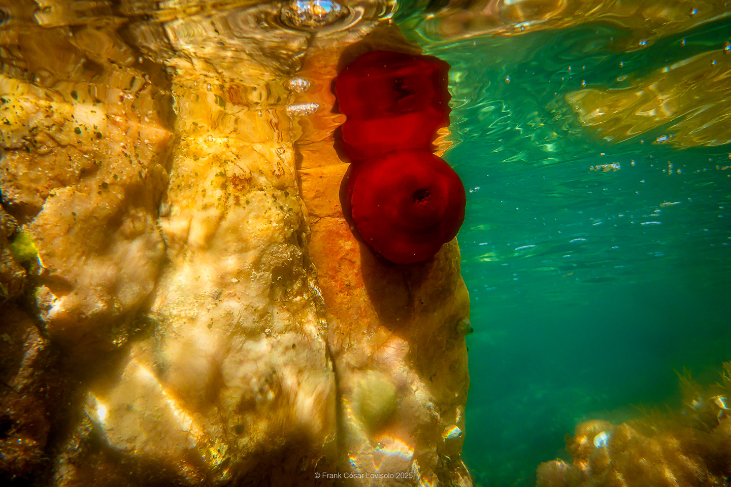 Snorkeling,Le port gréco-romain d’Olbia à Hyères - Sousleaugraphie - Snorkeling - Frank César LOVISOLO - La relation entre l’être humain et le milieu marin s’est progressivement transformée au cours des dernières décennies. Longtemps réservée aux pêcheurs, aux navigateurs ou aux plongeurs aguerris, l’exploration sous-marine s’est démocratisée grâce au développement d’équipements simples et accessibles. La randonnée sous-marine avec palmes et masque, également connue sous le nom de snorkeling, en constitue l’une des pratiques les plus populaires. Elle se caractérise par une immersion en surface, la plupart du temps à faible profondeur, permettant l’observation directe des fonds marins. Si elle est souvent perçue comme une activité de loisir, la randonnée palmée occupe une place croissante dans les domaines de l’éducation, de la sensibilisation à l’environnement et du tourisme durable. L’objectif de cet article est d’analyser cette pratique dans une perspective académique, en abordant successivement ses dimensions écologiques et pédagogiques, ses aspects socio-culturels et touristiques, ainsi que ses retombées physiologiques et sportives.