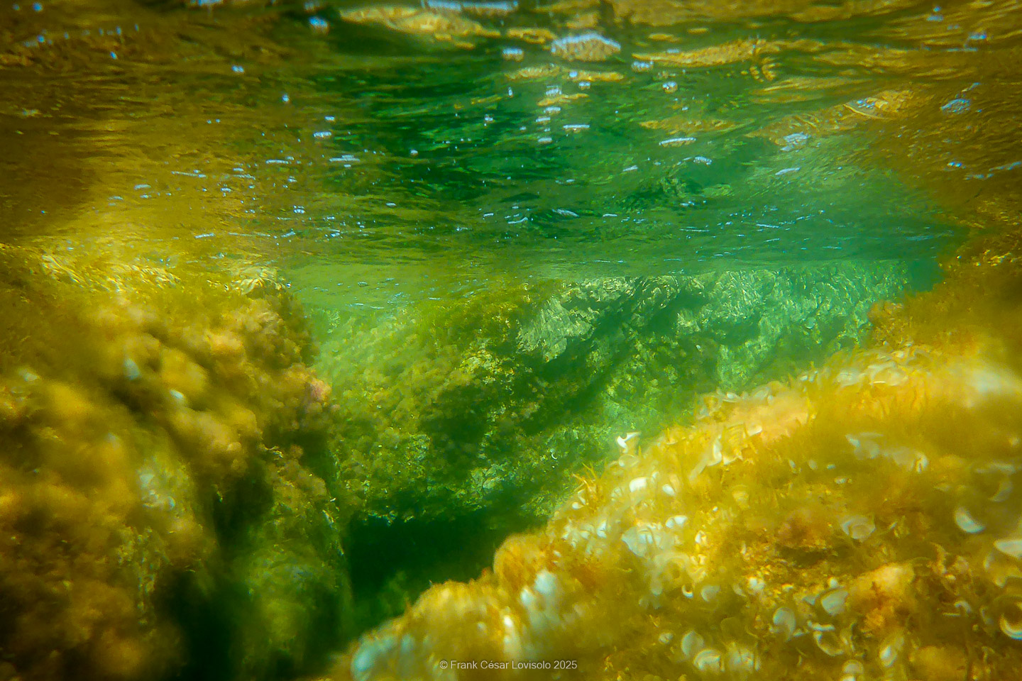 Snorkeling,Le port gréco-romain d’Olbia à Hyères - Sousleaugraphie - Snorkeling - Frank César LOVISOLO - La relation entre l’être humain et le milieu marin s’est progressivement transformée au cours des dernières décennies. Longtemps réservée aux pêcheurs, aux navigateurs ou aux plongeurs aguerris, l’exploration sous-marine s’est démocratisée grâce au développement d’équipements simples et accessibles. La randonnée sous-marine avec palmes et masque, également connue sous le nom de snorkeling, en constitue l’une des pratiques les plus populaires. Elle se caractérise par une immersion en surface, la plupart du temps à faible profondeur, permettant l’observation directe des fonds marins. Si elle est souvent perçue comme une activité de loisir, la randonnée palmée occupe une place croissante dans les domaines de l’éducation, de la sensibilisation à l’environnement et du tourisme durable. L’objectif de cet article est d’analyser cette pratique dans une perspective académique, en abordant successivement ses dimensions écologiques et pédagogiques, ses aspects socio-culturels et touristiques, ainsi que ses retombées physiologiques et sportives.