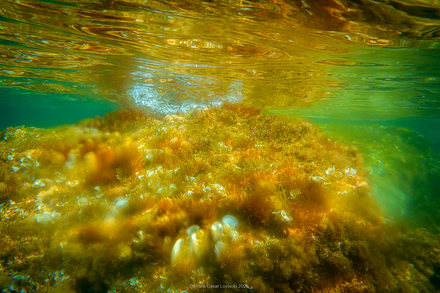 Snorkeling,Le port gréco-romain d’Olbia à Hyères - Sousleaugraphie - Snorkeling - Frank César LOVISOLO - La relation entre l’être humain et le milieu marin s’est progressivement transformée au cours des dernières décennies. Longtemps réservée aux pêcheurs, aux navigateurs ou aux plongeurs aguerris, l’exploration sous-marine s’est démocratisée grâce au développement d’équipements simples et accessibles. La randonnée sous-marine avec palmes et masque, également connue sous le nom de snorkeling, en constitue l’une des pratiques les plus populaires. Elle se caractérise par une immersion en surface, la plupart du temps à faible profondeur, permettant l’observation directe des fonds marins. Si elle est souvent perçue comme une activité de loisir, la randonnée palmée occupe une place croissante dans les domaines de l’éducation, de la sensibilisation à l’environnement et du tourisme durable. L’objectif de cet article est d’analyser cette pratique dans une perspective académique, en abordant successivement ses dimensions écologiques et pédagogiques, ses aspects socio-culturels et touristiques, ainsi que ses retombées physiologiques et sportives.
