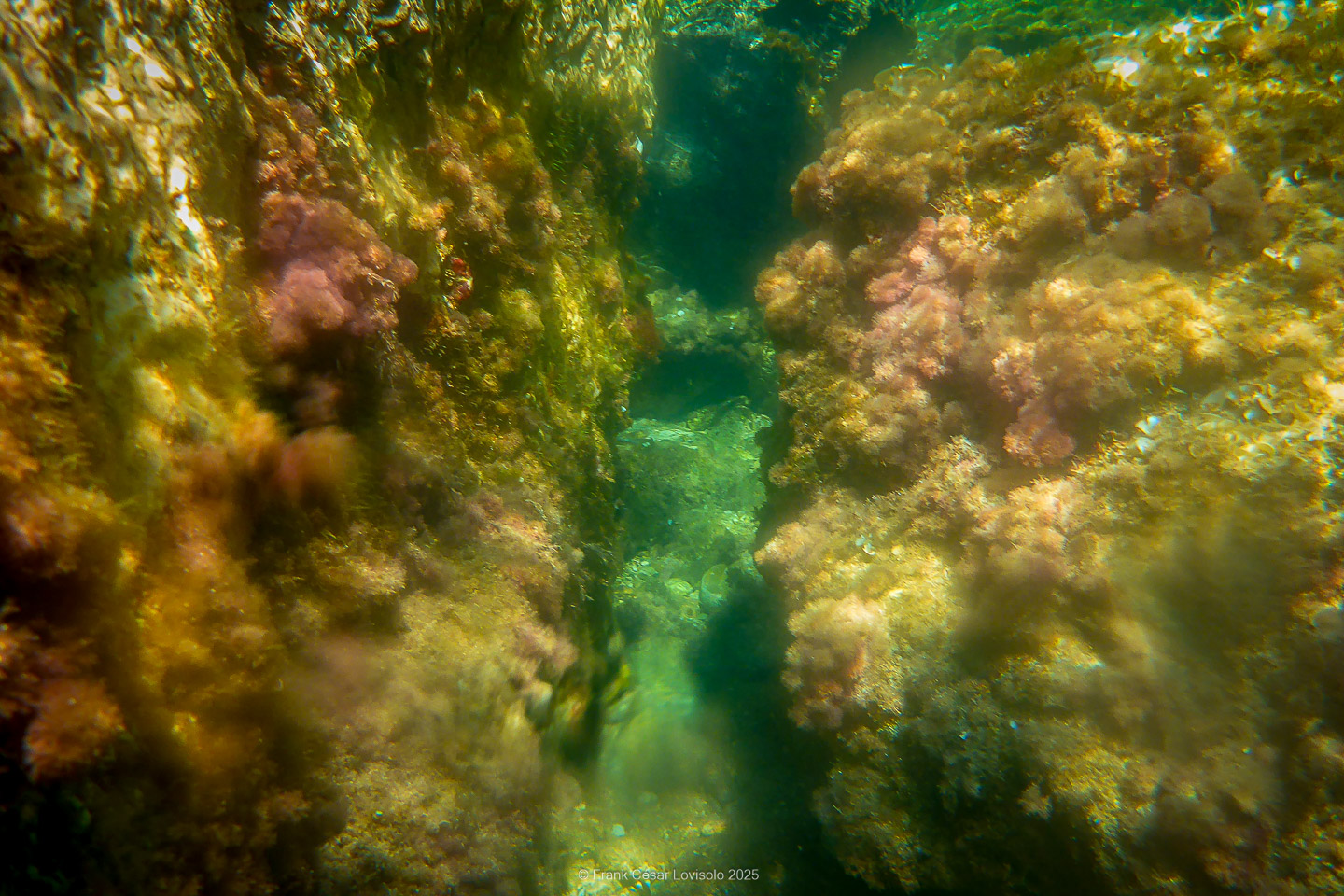 Snorkeling,Le port gréco-romain d’Olbia à Hyères - Sousleaugraphie - Snorkeling - Frank César LOVISOLO - La relation entre l’être humain et le milieu marin s’est progressivement transformée au cours des dernières décennies. Longtemps réservée aux pêcheurs, aux navigateurs ou aux plongeurs aguerris, l’exploration sous-marine s’est démocratisée grâce au développement d’équipements simples et accessibles. La randonnée sous-marine avec palmes et masque, également connue sous le nom de snorkeling, en constitue l’une des pratiques les plus populaires. Elle se caractérise par une immersion en surface, la plupart du temps à faible profondeur, permettant l’observation directe des fonds marins. Si elle est souvent perçue comme une activité de loisir, la randonnée palmée occupe une place croissante dans les domaines de l’éducation, de la sensibilisation à l’environnement et du tourisme durable. L’objectif de cet article est d’analyser cette pratique dans une perspective académique, en abordant successivement ses dimensions écologiques et pédagogiques, ses aspects socio-culturels et touristiques, ainsi que ses retombées physiologiques et sportives.