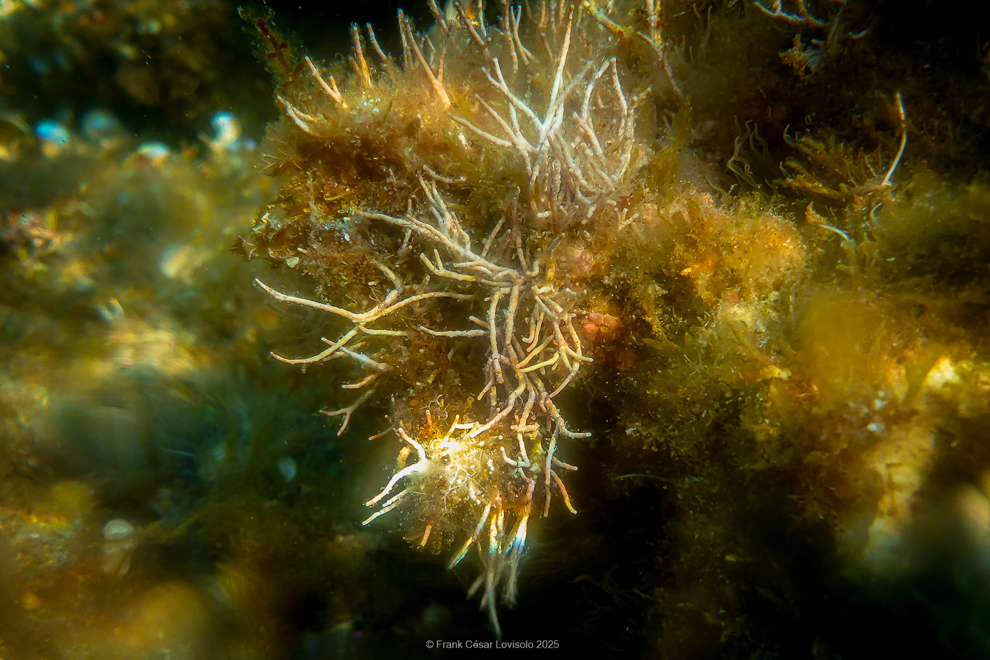 Snorkeling,Le port gréco-romain d’Olbia à Hyères - Sousleaugraphie - Snorkeling - Frank César LOVISOLO - La relation entre l’être humain et le milieu marin s’est progressivement transformée au cours des dernières décennies. Longtemps réservée aux pêcheurs, aux navigateurs ou aux plongeurs aguerris, l’exploration sous-marine s’est démocratisée grâce au développement d’équipements simples et accessibles. La randonnée sous-marine avec palmes et masque, également connue sous le nom de snorkeling, en constitue l’une des pratiques les plus populaires. Elle se caractérise par une immersion en surface, la plupart du temps à faible profondeur, permettant l’observation directe des fonds marins. Si elle est souvent perçue comme une activité de loisir, la randonnée palmée occupe une place croissante dans les domaines de l’éducation, de la sensibilisation à l’environnement et du tourisme durable. L’objectif de cet article est d’analyser cette pratique dans une perspective académique, en abordant successivement ses dimensions écologiques et pédagogiques, ses aspects socio-culturels et touristiques, ainsi que ses retombées physiologiques et sportives.