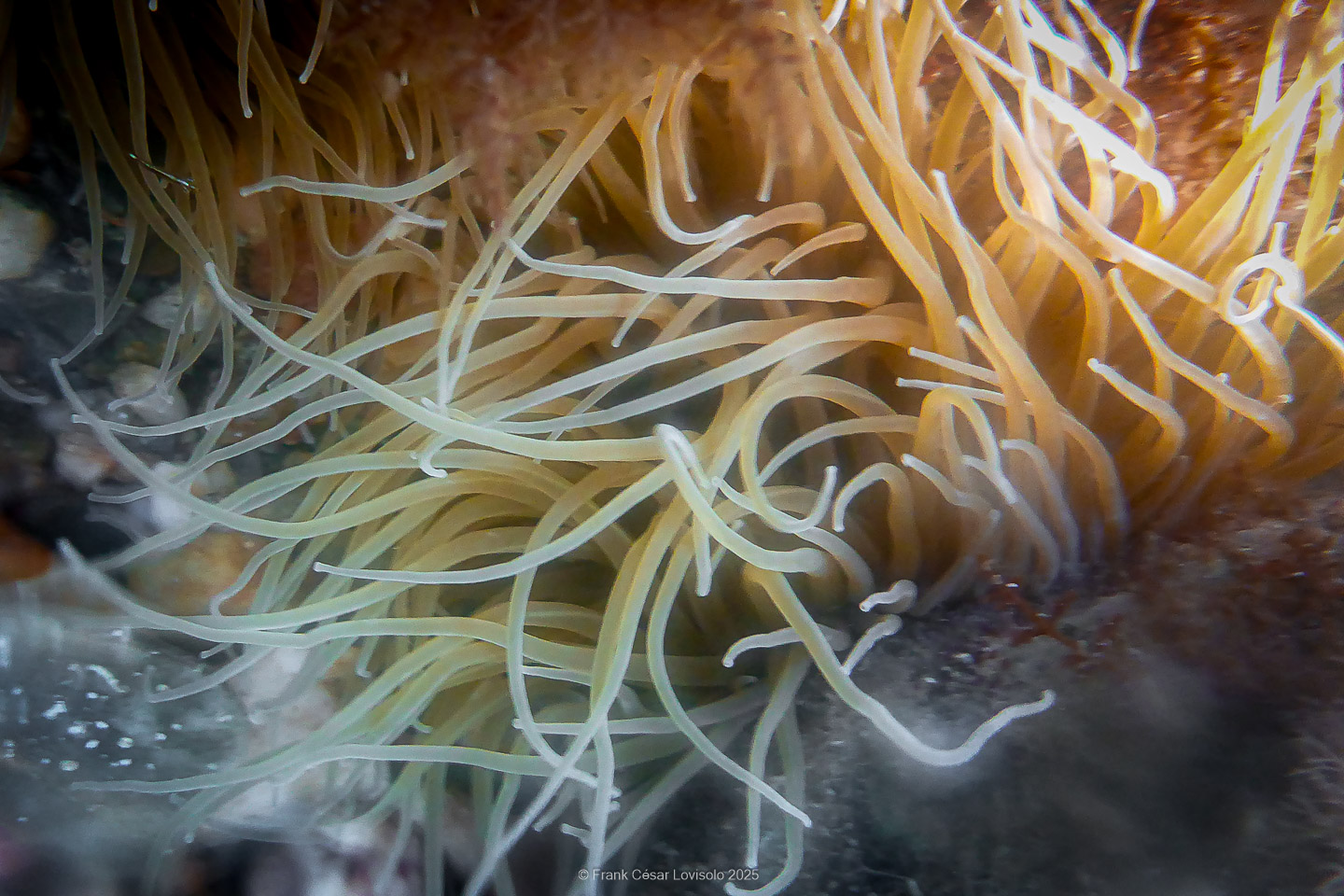 Snorkeling,Le port gréco-romain d’Olbia à Hyères - Sousleaugraphie - Snorkeling - Frank César LOVISOLO - La relation entre l’être humain et le milieu marin s’est progressivement transformée au cours des dernières décennies. Longtemps réservée aux pêcheurs, aux navigateurs ou aux plongeurs aguerris, l’exploration sous-marine s’est démocratisée grâce au développement d’équipements simples et accessibles. La randonnée sous-marine avec palmes et masque, également connue sous le nom de snorkeling, en constitue l’une des pratiques les plus populaires. Elle se caractérise par une immersion en surface, la plupart du temps à faible profondeur, permettant l’observation directe des fonds marins. Si elle est souvent perçue comme une activité de loisir, la randonnée palmée occupe une place croissante dans les domaines de l’éducation, de la sensibilisation à l’environnement et du tourisme durable. L’objectif de cet article est d’analyser cette pratique dans une perspective académique, en abordant successivement ses dimensions écologiques et pédagogiques, ses aspects socio-culturels et touristiques, ainsi que ses retombées physiologiques et sportives.