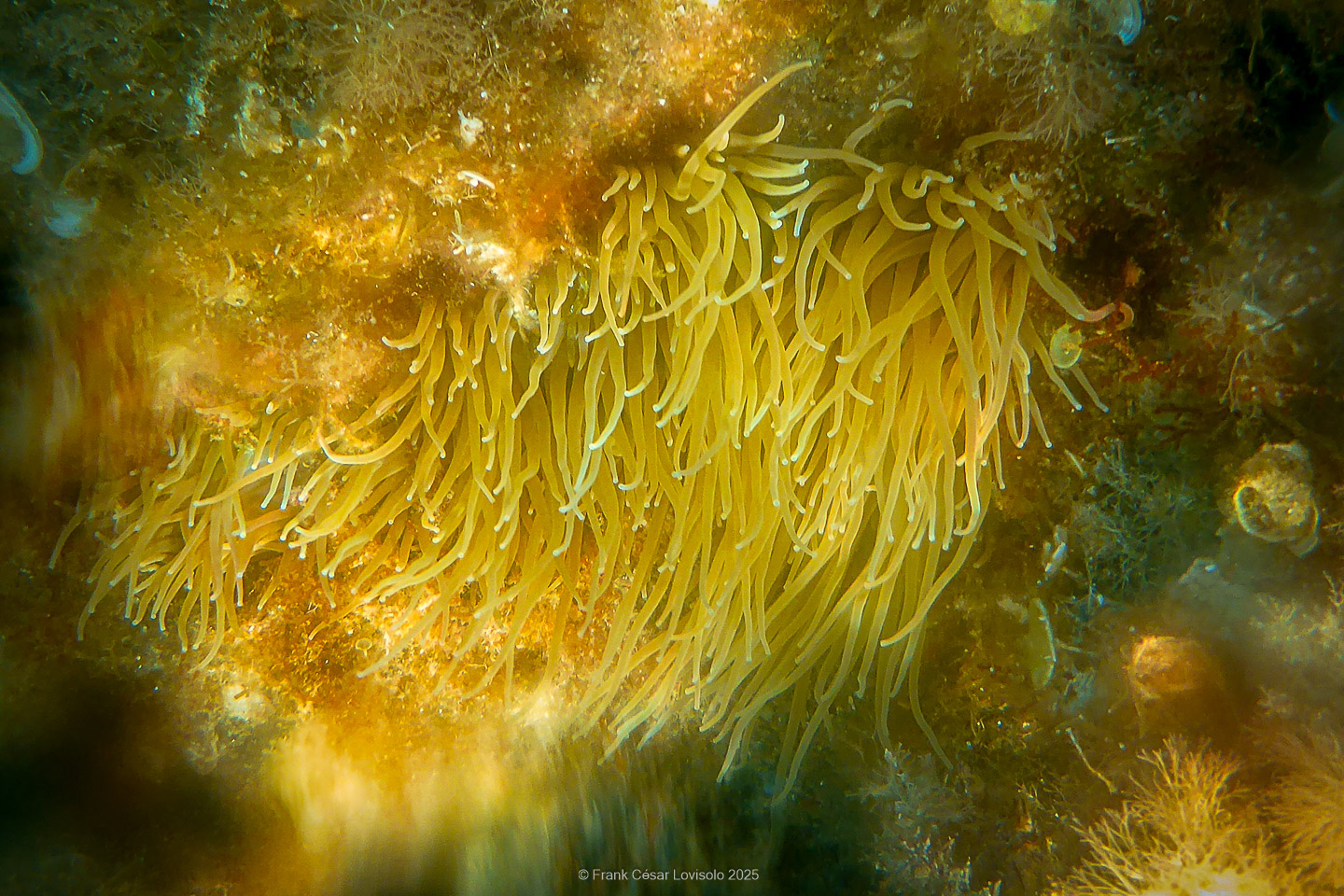 Snorkeling,Le port gréco-romain d’Olbia à Hyères - Sousleaugraphie - Snorkeling - Frank César LOVISOLO - La relation entre l’être humain et le milieu marin s’est progressivement transformée au cours des dernières décennies. Longtemps réservée aux pêcheurs, aux navigateurs ou aux plongeurs aguerris, l’exploration sous-marine s’est démocratisée grâce au développement d’équipements simples et accessibles. La randonnée sous-marine avec palmes et masque, également connue sous le nom de snorkeling, en constitue l’une des pratiques les plus populaires. Elle se caractérise par une immersion en surface, la plupart du temps à faible profondeur, permettant l’observation directe des fonds marins. Si elle est souvent perçue comme une activité de loisir, la randonnée palmée occupe une place croissante dans les domaines de l’éducation, de la sensibilisation à l’environnement et du tourisme durable. L’objectif de cet article est d’analyser cette pratique dans une perspective académique, en abordant successivement ses dimensions écologiques et pédagogiques, ses aspects socio-culturels et touristiques, ainsi que ses retombées physiologiques et sportives.