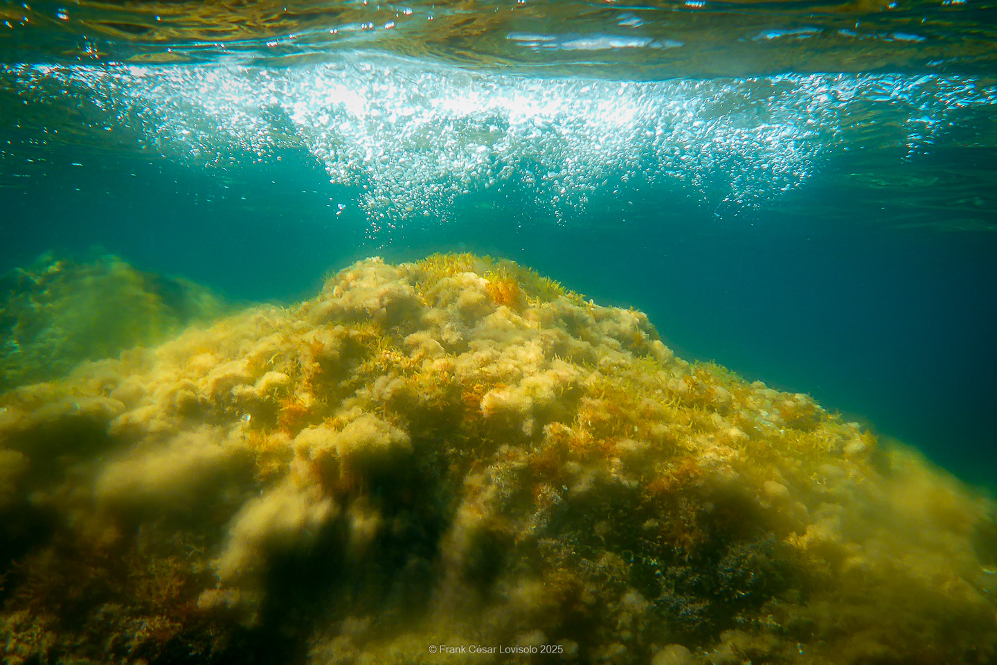 Snorkeling,Le port gréco-romain d’Olbia à Hyères - Sousleaugraphie - Snorkeling - Frank César LOVISOLO - La relation entre l’être humain et le milieu marin s’est progressivement transformée au cours des dernières décennies. Longtemps réservée aux pêcheurs, aux navigateurs ou aux plongeurs aguerris, l’exploration sous-marine s’est démocratisée grâce au développement d’équipements simples et accessibles. La randonnée sous-marine avec palmes et masque, également connue sous le nom de snorkeling, en constitue l’une des pratiques les plus populaires. Elle se caractérise par une immersion en surface, la plupart du temps à faible profondeur, permettant l’observation directe des fonds marins. Si elle est souvent perçue comme une activité de loisir, la randonnée palmée occupe une place croissante dans les domaines de l’éducation, de la sensibilisation à l’environnement et du tourisme durable. L’objectif de cet article est d’analyser cette pratique dans une perspective académique, en abordant successivement ses dimensions écologiques et pédagogiques, ses aspects socio-culturels et touristiques, ainsi que ses retombées physiologiques et sportives.