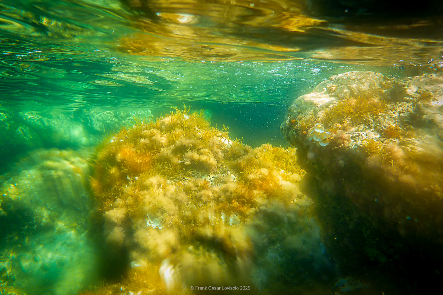 Snorkeling,Le port gréco-romain d’Olbia à Hyères - Sousleaugraphie - Snorkeling - Frank César LOVISOLO - La relation entre l’être humain et le milieu marin s’est progressivement transformée au cours des dernières décennies. Longtemps réservée aux pêcheurs, aux navigateurs ou aux plongeurs aguerris, l’exploration sous-marine s’est démocratisée grâce au développement d’équipements simples et accessibles. La randonnée sous-marine avec palmes et masque, également connue sous le nom de snorkeling, en constitue l’une des pratiques les plus populaires. Elle se caractérise par une immersion en surface, la plupart du temps à faible profondeur, permettant l’observation directe des fonds marins. Si elle est souvent perçue comme une activité de loisir, la randonnée palmée occupe une place croissante dans les domaines de l’éducation, de la sensibilisation à l’environnement et du tourisme durable. L’objectif de cet article est d’analyser cette pratique dans une perspective académique, en abordant successivement ses dimensions écologiques et pédagogiques, ses aspects socio-culturels et touristiques, ainsi que ses retombées physiologiques et sportives.