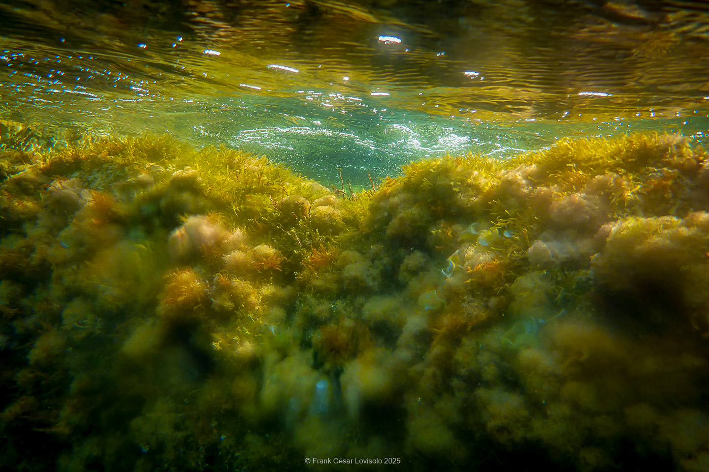 Snorkeling,Le port gréco-romain d’Olbia à Hyères - Sousleaugraphie - Snorkeling - Frank César LOVISOLO - La relation entre l’être humain et le milieu marin s’est progressivement transformée au cours des dernières décennies. Longtemps réservée aux pêcheurs, aux navigateurs ou aux plongeurs aguerris, l’exploration sous-marine s’est démocratisée grâce au développement d’équipements simples et accessibles. La randonnée sous-marine avec palmes et masque, également connue sous le nom de snorkeling, en constitue l’une des pratiques les plus populaires. Elle se caractérise par une immersion en surface, la plupart du temps à faible profondeur, permettant l’observation directe des fonds marins. Si elle est souvent perçue comme une activité de loisir, la randonnée palmée occupe une place croissante dans les domaines de l’éducation, de la sensibilisation à l’environnement et du tourisme durable. L’objectif de cet article est d’analyser cette pratique dans une perspective académique, en abordant successivement ses dimensions écologiques et pédagogiques, ses aspects socio-culturels et touristiques, ainsi que ses retombées physiologiques et sportives.