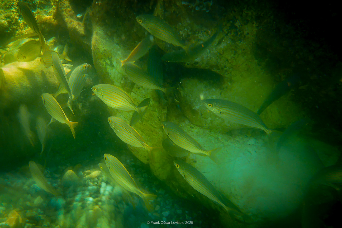 Snorkeling,Le port gréco-romain d’Olbia à Hyères - Sousleaugraphie - Snorkeling - Frank César LOVISOLO - La relation entre l’être humain et le milieu marin s’est progressivement transformée au cours des dernières décennies. Longtemps réservée aux pêcheurs, aux navigateurs ou aux plongeurs aguerris, l’exploration sous-marine s’est démocratisée grâce au développement d’équipements simples et accessibles. La randonnée sous-marine avec palmes et masque, également connue sous le nom de snorkeling, en constitue l’une des pratiques les plus populaires. Elle se caractérise par une immersion en surface, la plupart du temps à faible profondeur, permettant l’observation directe des fonds marins. Si elle est souvent perçue comme une activité de loisir, la randonnée palmée occupe une place croissante dans les domaines de l’éducation, de la sensibilisation à l’environnement et du tourisme durable. L’objectif de cet article est d’analyser cette pratique dans une perspective académique, en abordant successivement ses dimensions écologiques et pédagogiques, ses aspects socio-culturels et touristiques, ainsi que ses retombées physiologiques et sportives.