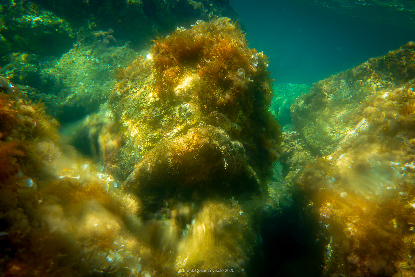 Snorkeling,Le port gréco-romain d’Olbia à Hyères - Sousleaugraphie - Snorkeling - Frank César LOVISOLO - La relation entre l’être humain et le milieu marin s’est progressivement transformée au cours des dernières décennies. Longtemps réservée aux pêcheurs, aux navigateurs ou aux plongeurs aguerris, l’exploration sous-marine s’est démocratisée grâce au développement d’équipements simples et accessibles. La randonnée sous-marine avec palmes et masque, également connue sous le nom de snorkeling, en constitue l’une des pratiques les plus populaires. Elle se caractérise par une immersion en surface, la plupart du temps à faible profondeur, permettant l’observation directe des fonds marins. Si elle est souvent perçue comme une activité de loisir, la randonnée palmée occupe une place croissante dans les domaines de l’éducation, de la sensibilisation à l’environnement et du tourisme durable. L’objectif de cet article est d’analyser cette pratique dans une perspective académique, en abordant successivement ses dimensions écologiques et pédagogiques, ses aspects socio-culturels et touristiques, ainsi que ses retombées physiologiques et sportives.
