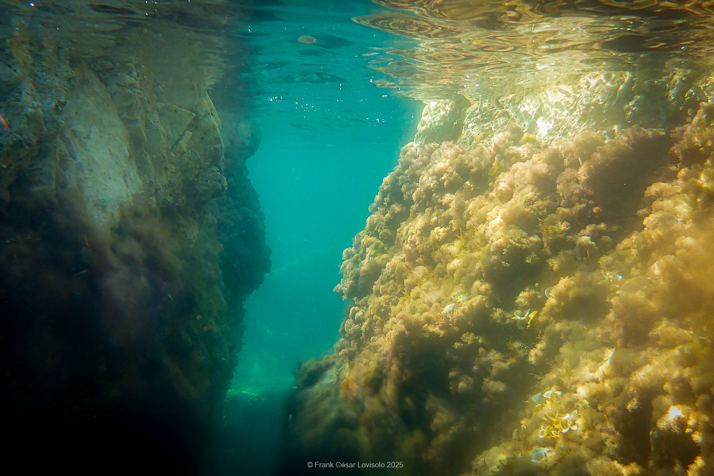 Snorkeling,Le port gréco-romain d’Olbia à Hyères - Sousleaugraphie - Snorkeling - Frank César LOVISOLO - La relation entre l’être humain et le milieu marin s’est progressivement transformée au cours des dernières décennies. Longtemps réservée aux pêcheurs, aux navigateurs ou aux plongeurs aguerris, l’exploration sous-marine s’est démocratisée grâce au développement d’équipements simples et accessibles. La randonnée sous-marine avec palmes et masque, également connue sous le nom de snorkeling, en constitue l’une des pratiques les plus populaires. Elle se caractérise par une immersion en surface, la plupart du temps à faible profondeur, permettant l’observation directe des fonds marins. Si elle est souvent perçue comme une activité de loisir, la randonnée palmée occupe une place croissante dans les domaines de l’éducation, de la sensibilisation à l’environnement et du tourisme durable. L’objectif de cet article est d’analyser cette pratique dans une perspective académique, en abordant successivement ses dimensions écologiques et pédagogiques, ses aspects socio-culturels et touristiques, ainsi que ses retombées physiologiques et sportives.