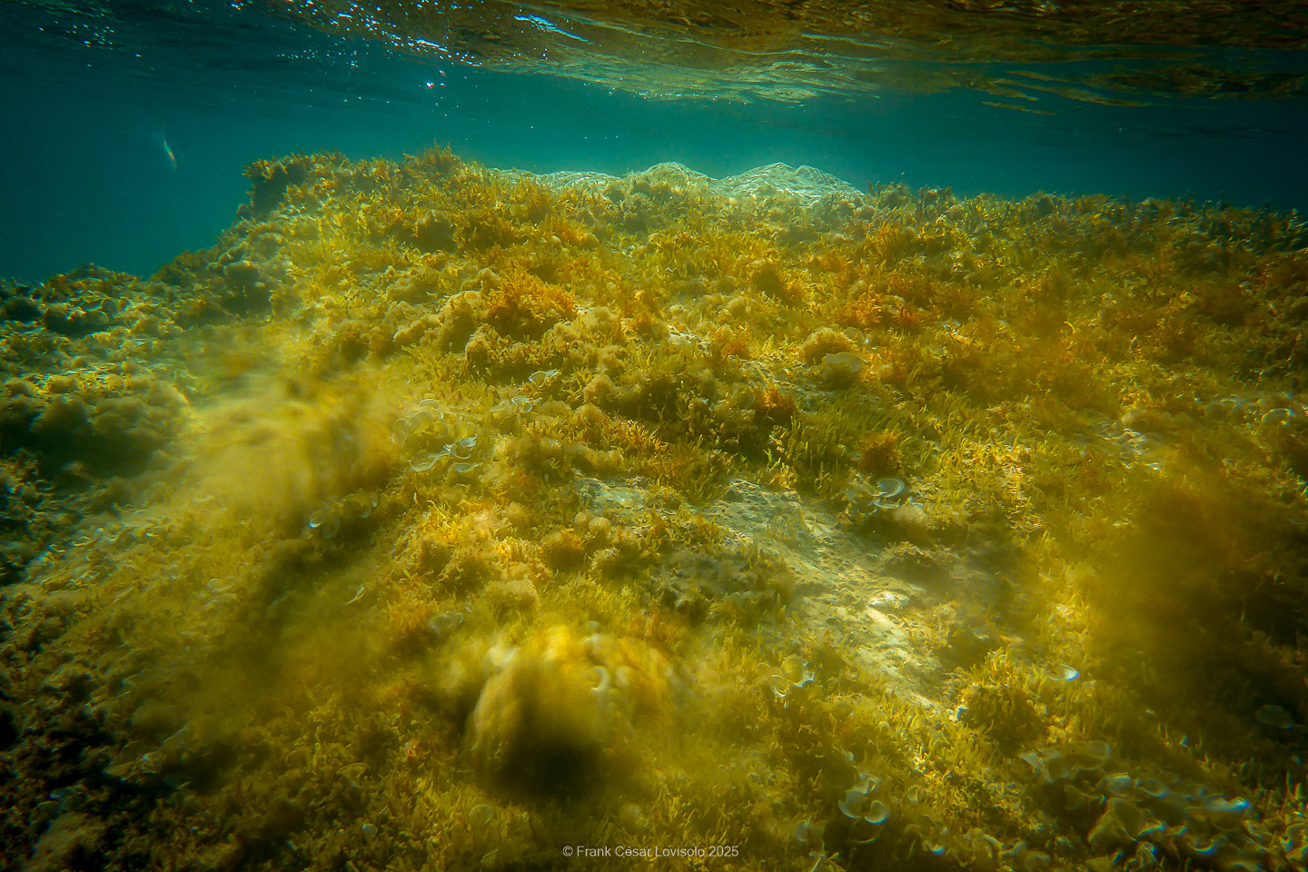 Snorkeling,Le port gréco-romain d’Olbia à Hyères - Sousleaugraphie - Snorkeling - Frank César LOVISOLO - La relation entre l’être humain et le milieu marin s’est progressivement transformée au cours des dernières décennies. Longtemps réservée aux pêcheurs, aux navigateurs ou aux plongeurs aguerris, l’exploration sous-marine s’est démocratisée grâce au développement d’équipements simples et accessibles. La randonnée sous-marine avec palmes et masque, également connue sous le nom de snorkeling, en constitue l’une des pratiques les plus populaires. Elle se caractérise par une immersion en surface, la plupart du temps à faible profondeur, permettant l’observation directe des fonds marins. Si elle est souvent perçue comme une activité de loisir, la randonnée palmée occupe une place croissante dans les domaines de l’éducation, de la sensibilisation à l’environnement et du tourisme durable. L’objectif de cet article est d’analyser cette pratique dans une perspective académique, en abordant successivement ses dimensions écologiques et pédagogiques, ses aspects socio-culturels et touristiques, ainsi que ses retombées physiologiques et sportives.
