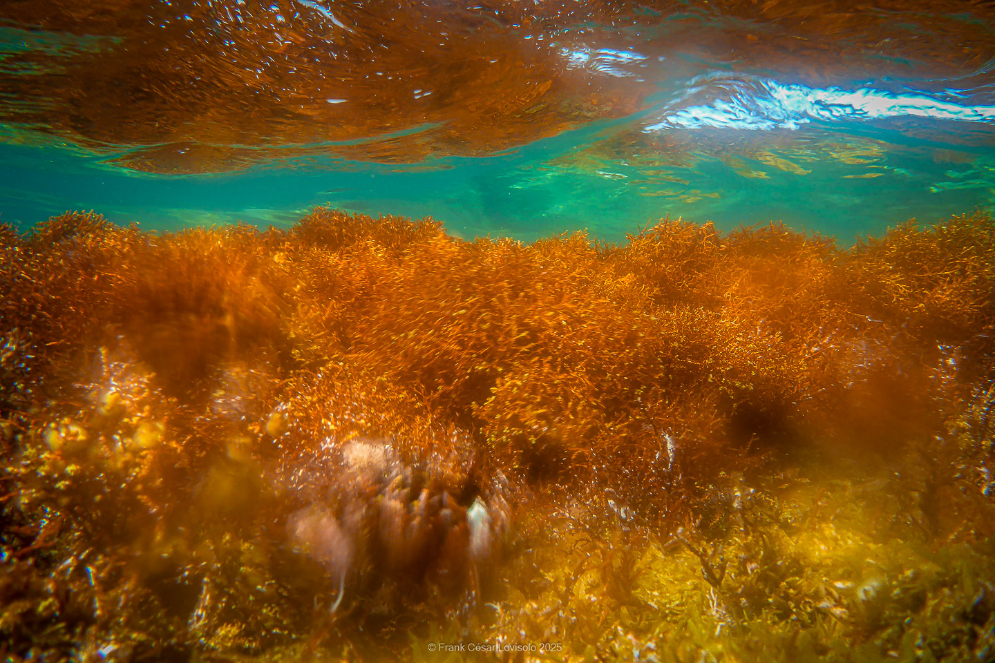 Snorkeling,Le port gréco-romain d’Olbia à Hyères - Sousleaugraphie - Snorkeling - Frank César LOVISOLO - La relation entre l’être humain et le milieu marin s’est progressivement transformée au cours des dernières décennies. Longtemps réservée aux pêcheurs, aux navigateurs ou aux plongeurs aguerris, l’exploration sous-marine s’est démocratisée grâce au développement d’équipements simples et accessibles. La randonnée sous-marine avec palmes et masque, également connue sous le nom de snorkeling, en constitue l’une des pratiques les plus populaires. Elle se caractérise par une immersion en surface, la plupart du temps à faible profondeur, permettant l’observation directe des fonds marins. Si elle est souvent perçue comme une activité de loisir, la randonnée palmée occupe une place croissante dans les domaines de l’éducation, de la sensibilisation à l’environnement et du tourisme durable. L’objectif de cet article est d’analyser cette pratique dans une perspective académique, en abordant successivement ses dimensions écologiques et pédagogiques, ses aspects socio-culturels et touristiques, ainsi que ses retombées physiologiques et sportives.
