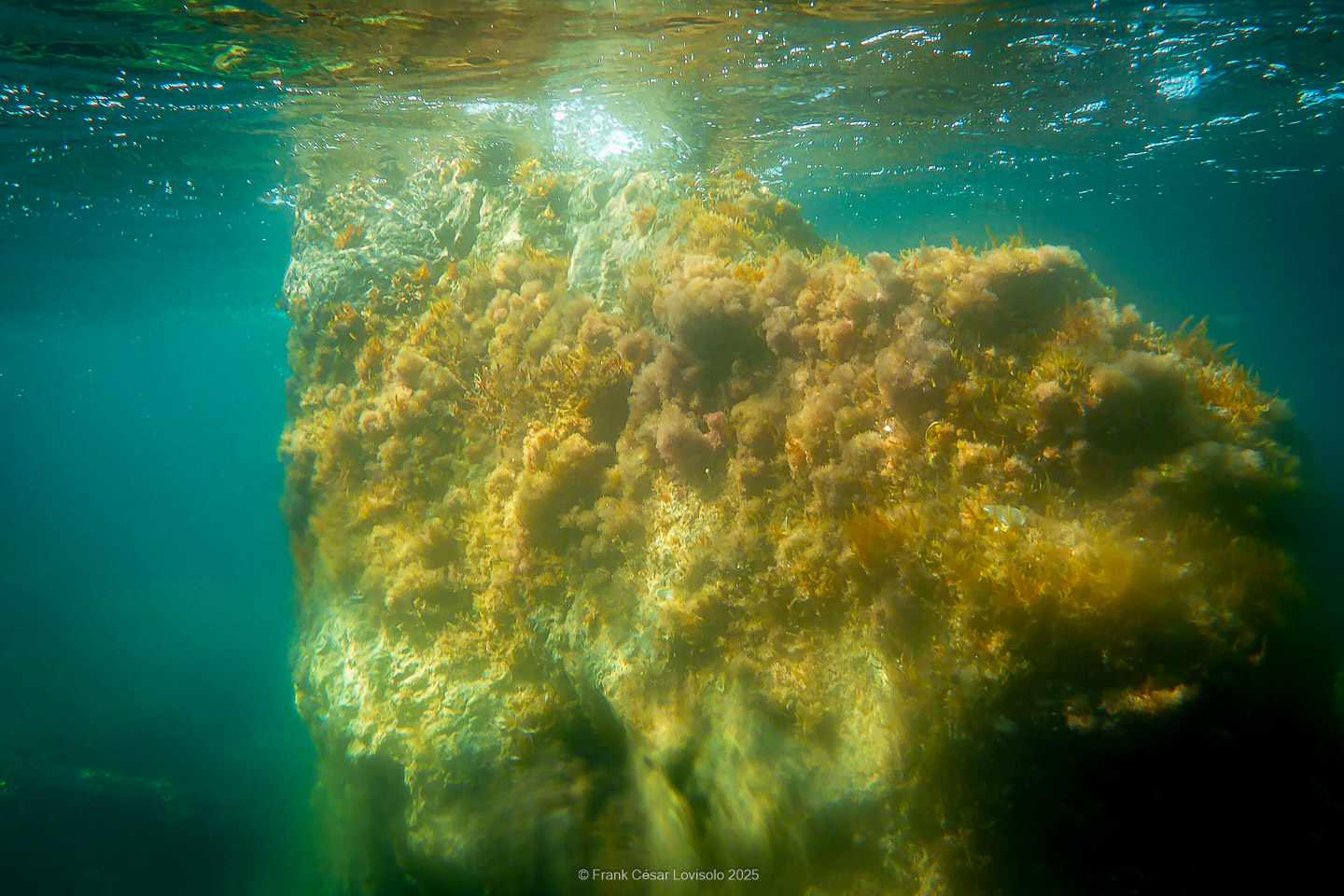 Snorkeling,Le port gréco-romain d’Olbia à Hyères - Sousleaugraphie - Snorkeling - Frank César LOVISOLO - La relation entre l’être humain et le milieu marin s’est progressivement transformée au cours des dernières décennies. Longtemps réservée aux pêcheurs, aux navigateurs ou aux plongeurs aguerris, l’exploration sous-marine s’est démocratisée grâce au développement d’équipements simples et accessibles. La randonnée sous-marine avec palmes et masque, également connue sous le nom de snorkeling, en constitue l’une des pratiques les plus populaires. Elle se caractérise par une immersion en surface, la plupart du temps à faible profondeur, permettant l’observation directe des fonds marins. Si elle est souvent perçue comme une activité de loisir, la randonnée palmée occupe une place croissante dans les domaines de l’éducation, de la sensibilisation à l’environnement et du tourisme durable. L’objectif de cet article est d’analyser cette pratique dans une perspective académique, en abordant successivement ses dimensions écologiques et pédagogiques, ses aspects socio-culturels et touristiques, ainsi que ses retombées physiologiques et sportives.