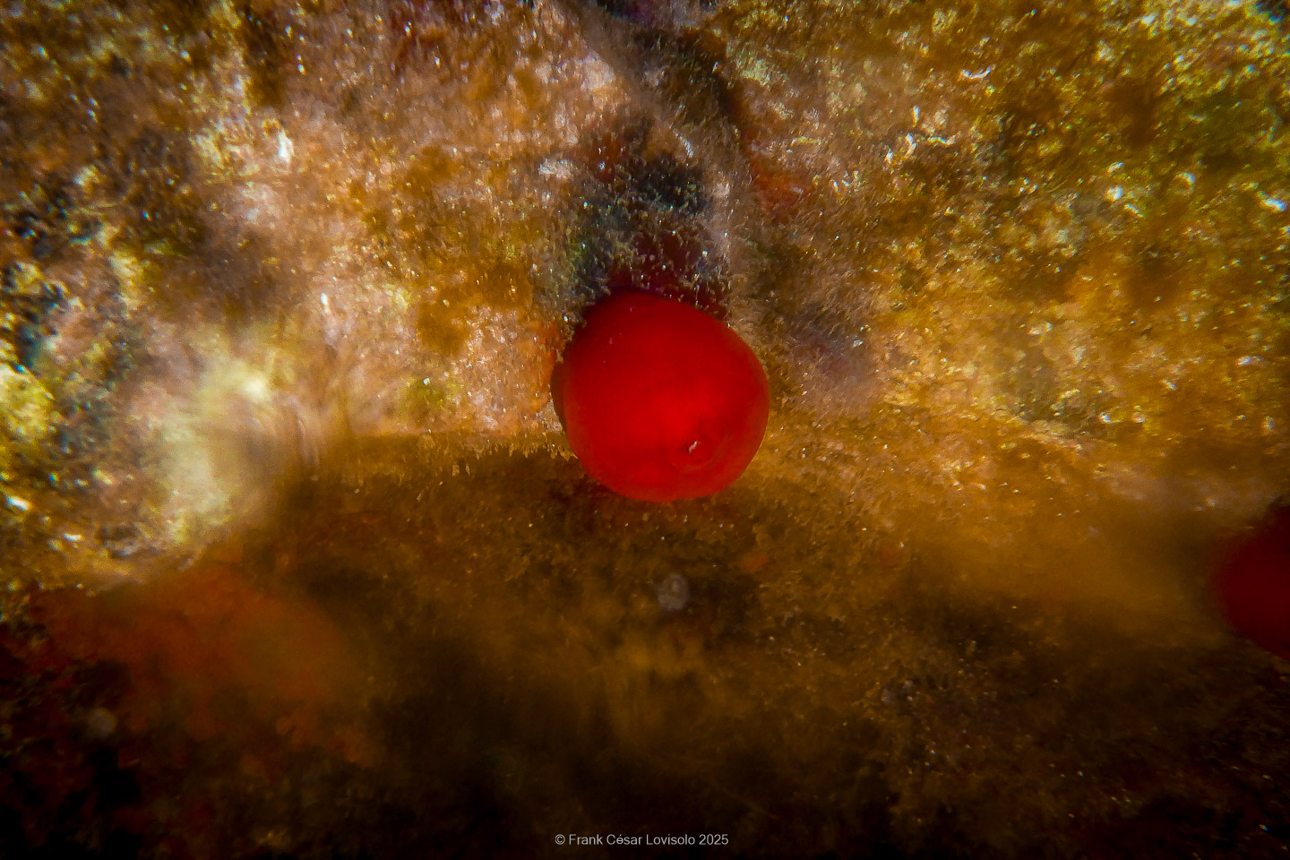 Snorkeling,Le port gréco-romain d’Olbia à Hyères - Sousleaugraphie - Snorkeling - Frank César LOVISOLO - La relation entre l’être humain et le milieu marin s’est progressivement transformée au cours des dernières décennies. Longtemps réservée aux pêcheurs, aux navigateurs ou aux plongeurs aguerris, l’exploration sous-marine s’est démocratisée grâce au développement d’équipements simples et accessibles. La randonnée sous-marine avec palmes et masque, également connue sous le nom de snorkeling, en constitue l’une des pratiques les plus populaires. Elle se caractérise par une immersion en surface, la plupart du temps à faible profondeur, permettant l’observation directe des fonds marins. Si elle est souvent perçue comme une activité de loisir, la randonnée palmée occupe une place croissante dans les domaines de l’éducation, de la sensibilisation à l’environnement et du tourisme durable. L’objectif de cet article est d’analyser cette pratique dans une perspective académique, en abordant successivement ses dimensions écologiques et pédagogiques, ses aspects socio-culturels et touristiques, ainsi que ses retombées physiologiques et sportives.