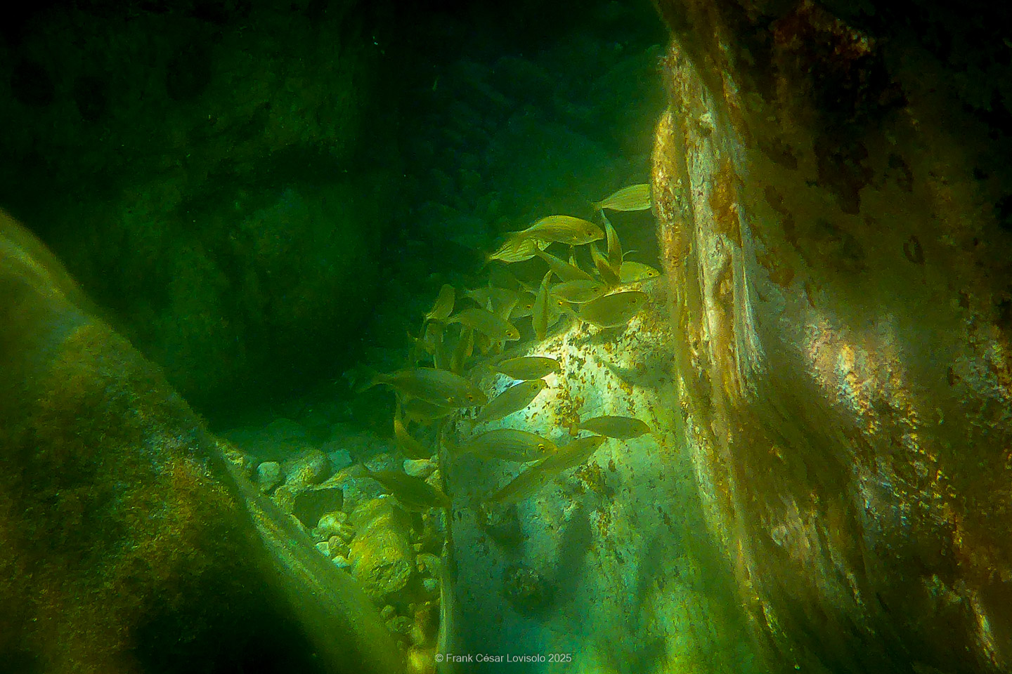 Snorkeling,Le port gréco-romain d’Olbia à Hyères - Sousleaugraphie - Snorkeling - Frank César LOVISOLO - La relation entre l’être humain et le milieu marin s’est progressivement transformée au cours des dernières décennies. Longtemps réservée aux pêcheurs, aux navigateurs ou aux plongeurs aguerris, l’exploration sous-marine s’est démocratisée grâce au développement d’équipements simples et accessibles. La randonnée sous-marine avec palmes et masque, également connue sous le nom de snorkeling, en constitue l’une des pratiques les plus populaires. Elle se caractérise par une immersion en surface, la plupart du temps à faible profondeur, permettant l’observation directe des fonds marins. Si elle est souvent perçue comme une activité de loisir, la randonnée palmée occupe une place croissante dans les domaines de l’éducation, de la sensibilisation à l’environnement et du tourisme durable. L’objectif de cet article est d’analyser cette pratique dans une perspective académique, en abordant successivement ses dimensions écologiques et pédagogiques, ses aspects socio-culturels et touristiques, ainsi que ses retombées physiologiques et sportives.