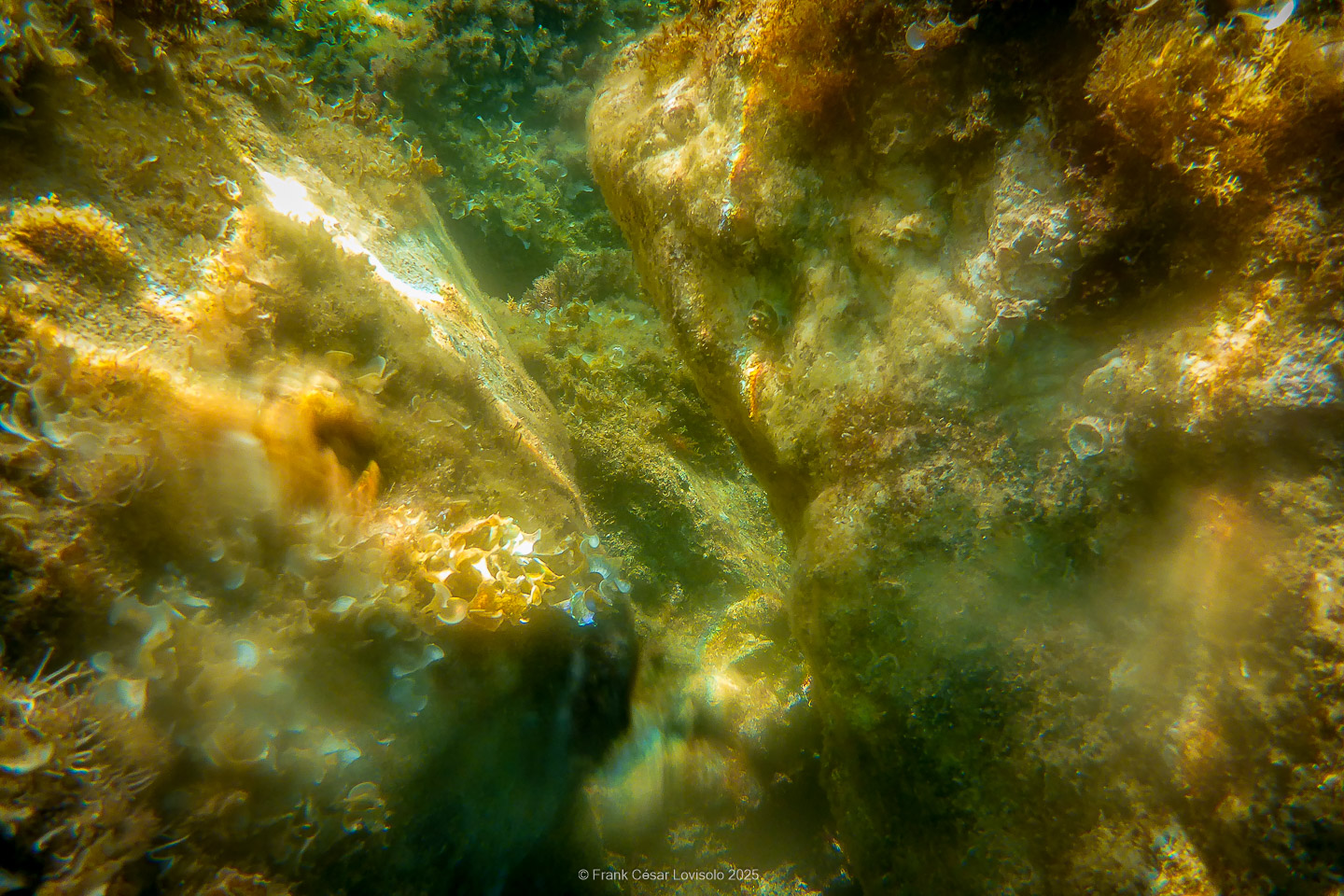 Snorkeling,Le port gréco-romain d’Olbia à Hyères - Sousleaugraphie - Snorkeling - Frank César LOVISOLO - La relation entre l’être humain et le milieu marin s’est progressivement transformée au cours des dernières décennies. Longtemps réservée aux pêcheurs, aux navigateurs ou aux plongeurs aguerris, l’exploration sous-marine s’est démocratisée grâce au développement d’équipements simples et accessibles. La randonnée sous-marine avec palmes et masque, également connue sous le nom de snorkeling, en constitue l’une des pratiques les plus populaires. Elle se caractérise par une immersion en surface, la plupart du temps à faible profondeur, permettant l’observation directe des fonds marins. Si elle est souvent perçue comme une activité de loisir, la randonnée palmée occupe une place croissante dans les domaines de l’éducation, de la sensibilisation à l’environnement et du tourisme durable. L’objectif de cet article est d’analyser cette pratique dans une perspective académique, en abordant successivement ses dimensions écologiques et pédagogiques, ses aspects socio-culturels et touristiques, ainsi que ses retombées physiologiques et sportives.