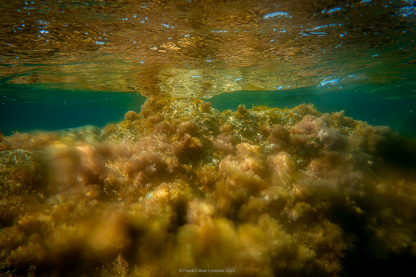 Snorkeling,Le port gréco-romain d’Olbia à Hyères - Sousleaugraphie - Snorkeling - Frank César LOVISOLO - La relation entre l’être humain et le milieu marin s’est progressivement transformée au cours des dernières décennies. Longtemps réservée aux pêcheurs, aux navigateurs ou aux plongeurs aguerris, l’exploration sous-marine s’est démocratisée grâce au développement d’équipements simples et accessibles. La randonnée sous-marine avec palmes et masque, également connue sous le nom de snorkeling, en constitue l’une des pratiques les plus populaires. Elle se caractérise par une immersion en surface, la plupart du temps à faible profondeur, permettant l’observation directe des fonds marins. Si elle est souvent perçue comme une activité de loisir, la randonnée palmée occupe une place croissante dans les domaines de l’éducation, de la sensibilisation à l’environnement et du tourisme durable. L’objectif de cet article est d’analyser cette pratique dans une perspective académique, en abordant successivement ses dimensions écologiques et pédagogiques, ses aspects socio-culturels et touristiques, ainsi que ses retombées physiologiques et sportives.